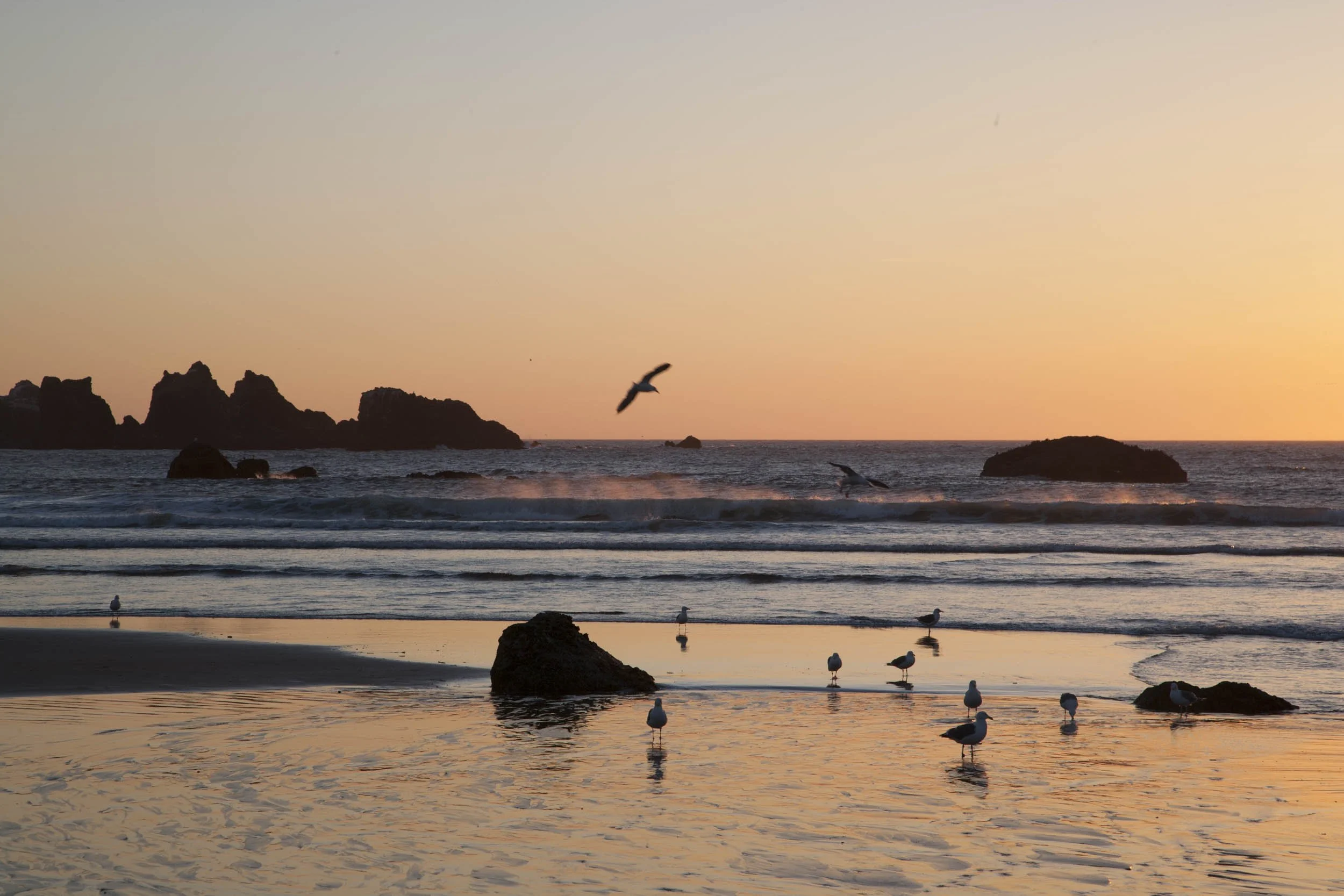Shore Birds