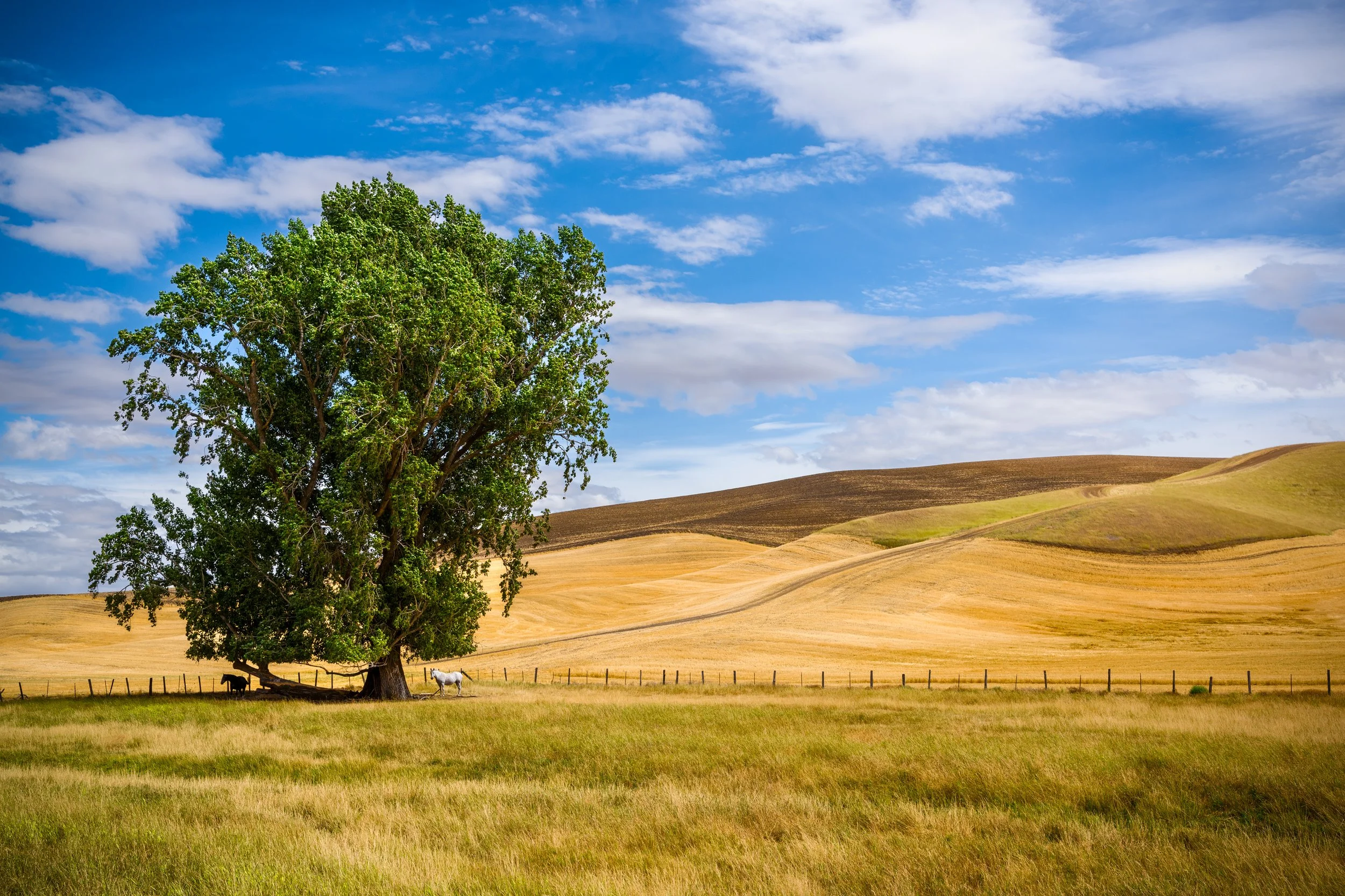 Trees