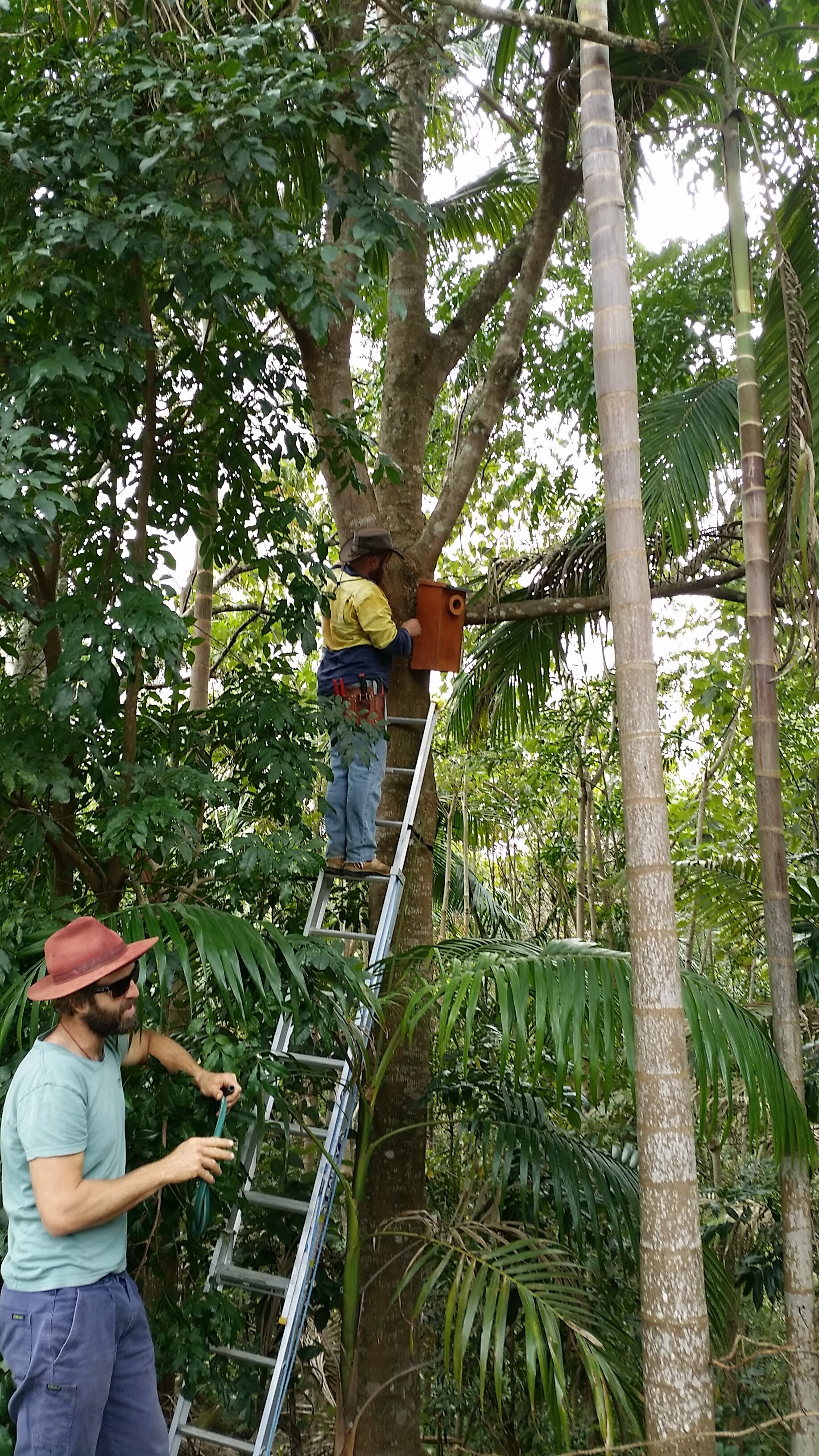 Nest boxes.jpg