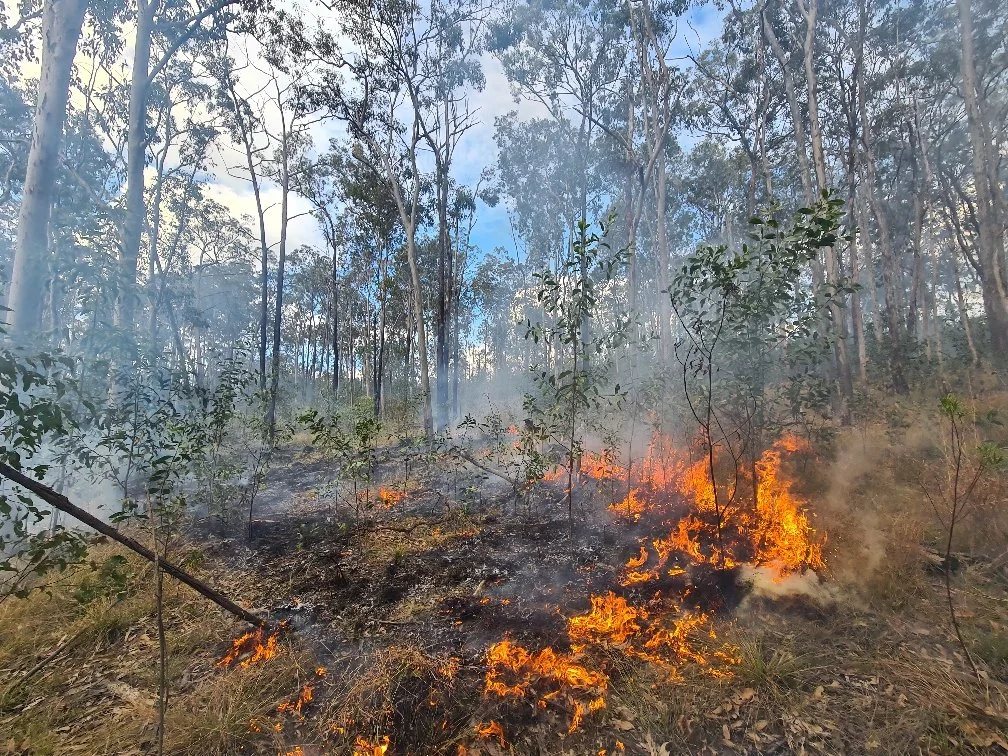 Exploring the role and practice of cultural burning in Koala habitat