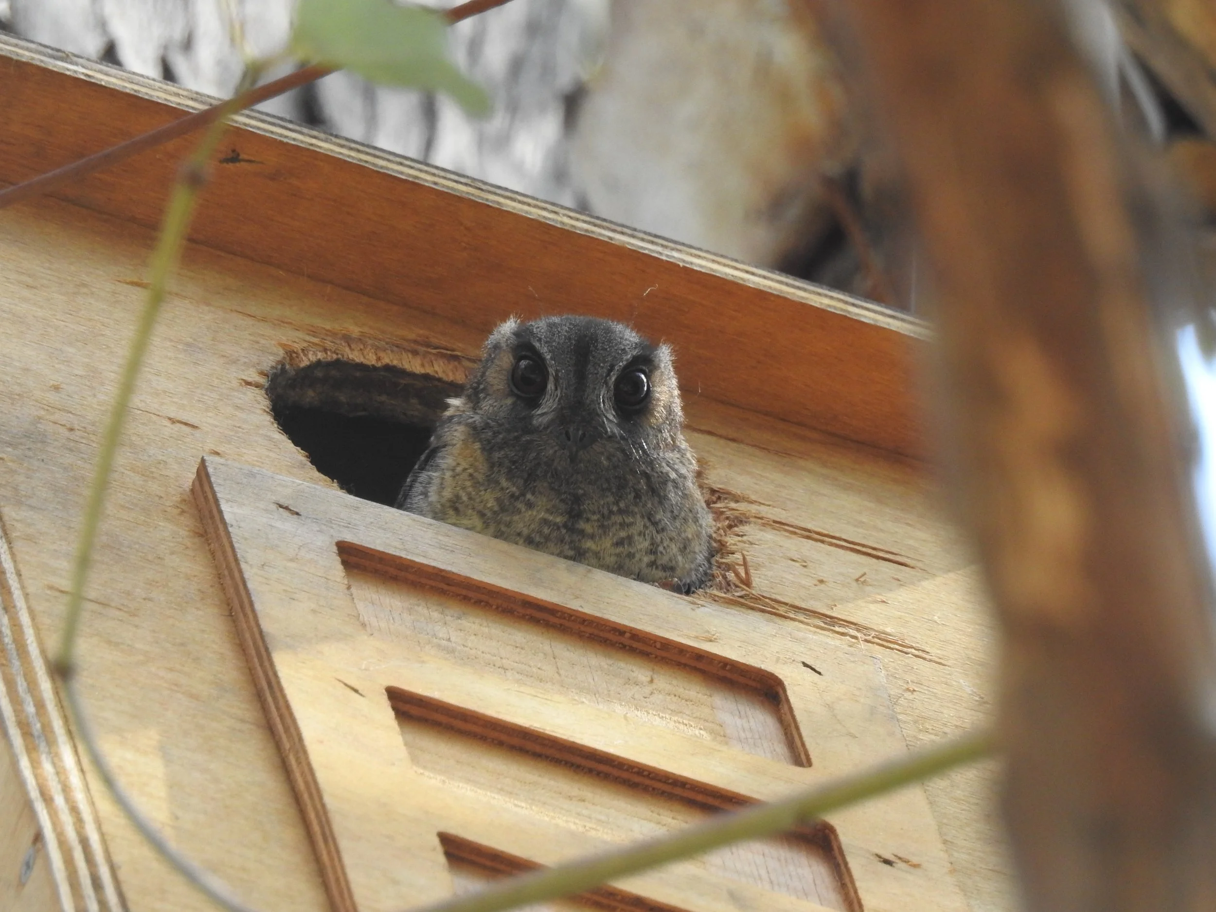 Nest Box Workshop Ettrick