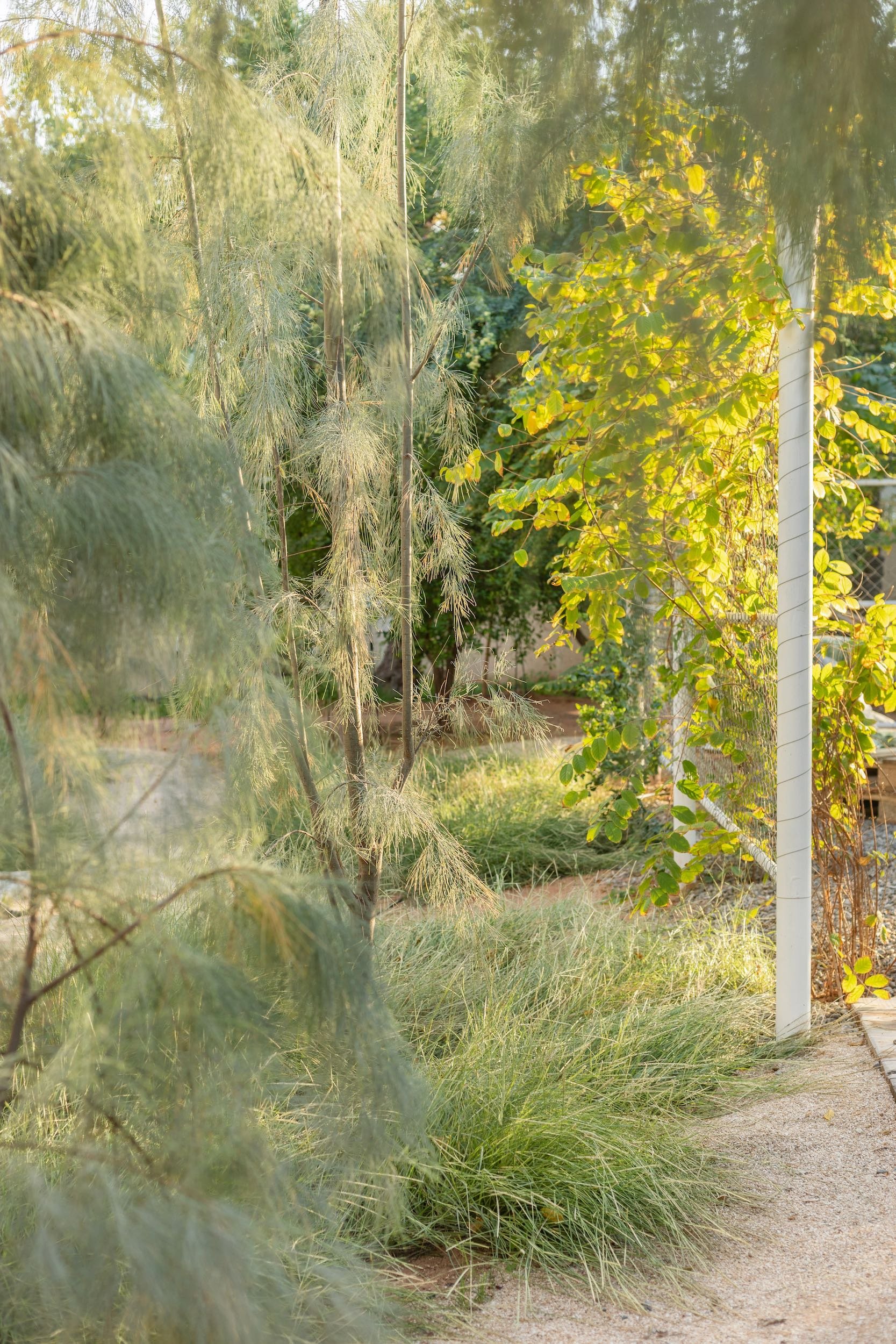 WILDEN secret garden Ras Al Khaimah UAE landscape design naturalistic repurposed wild - 33.jpeg