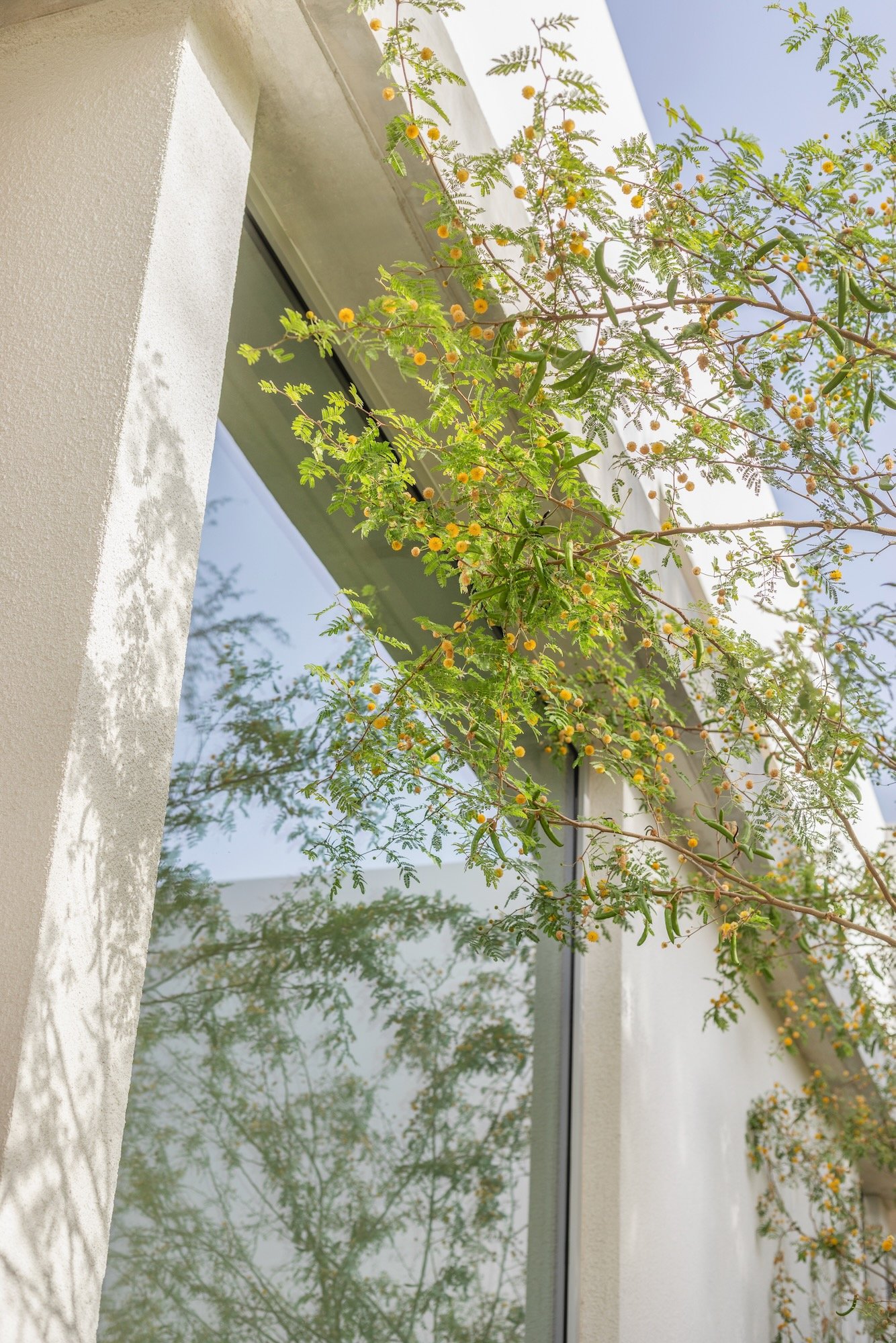 Paus Club Cafe Naturalistic Landscape Dubai - 2.jpeg