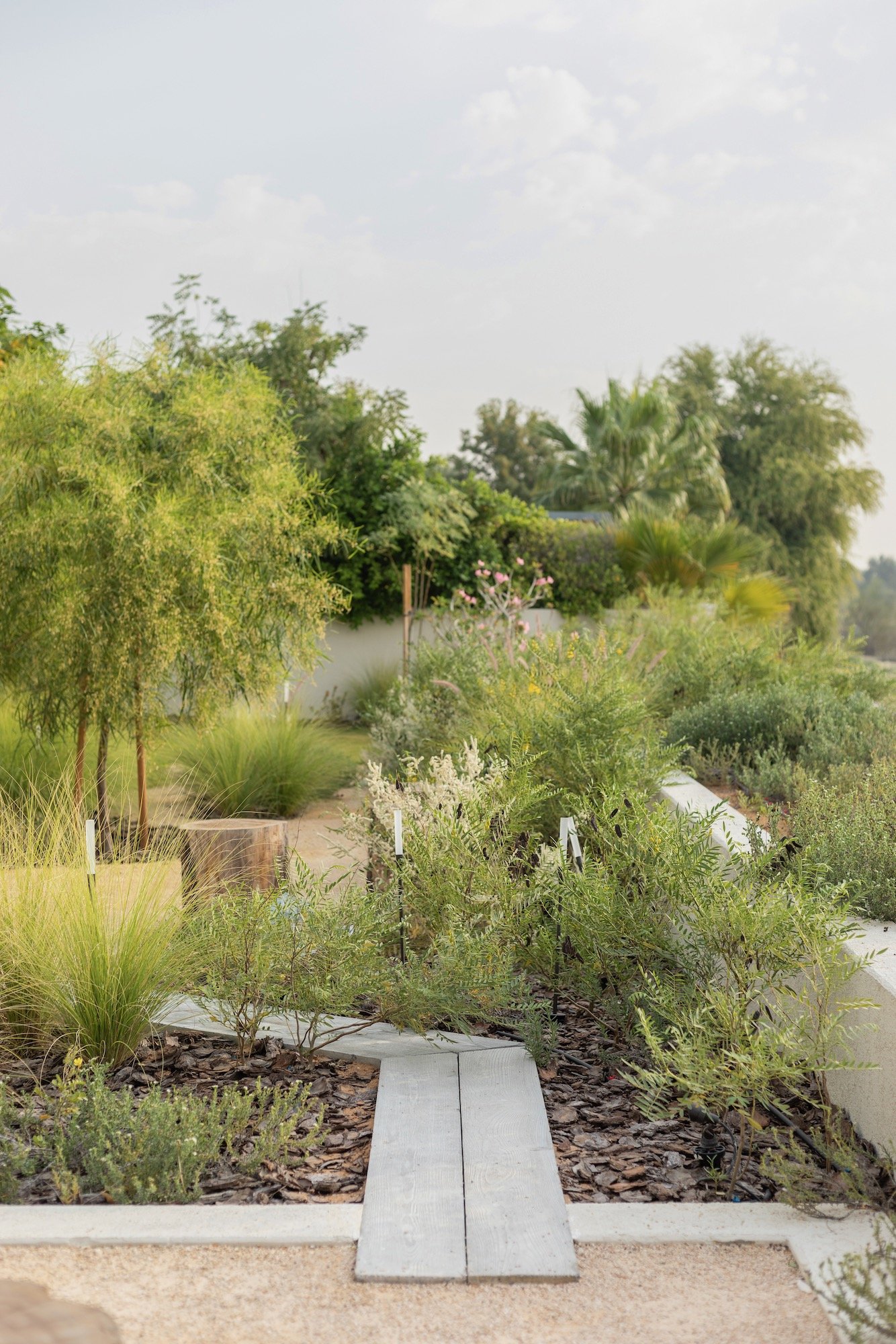 WILDEN Garden Design Desert Landscape Native Planting Saheel Arabian Ranches - 11.jpeg