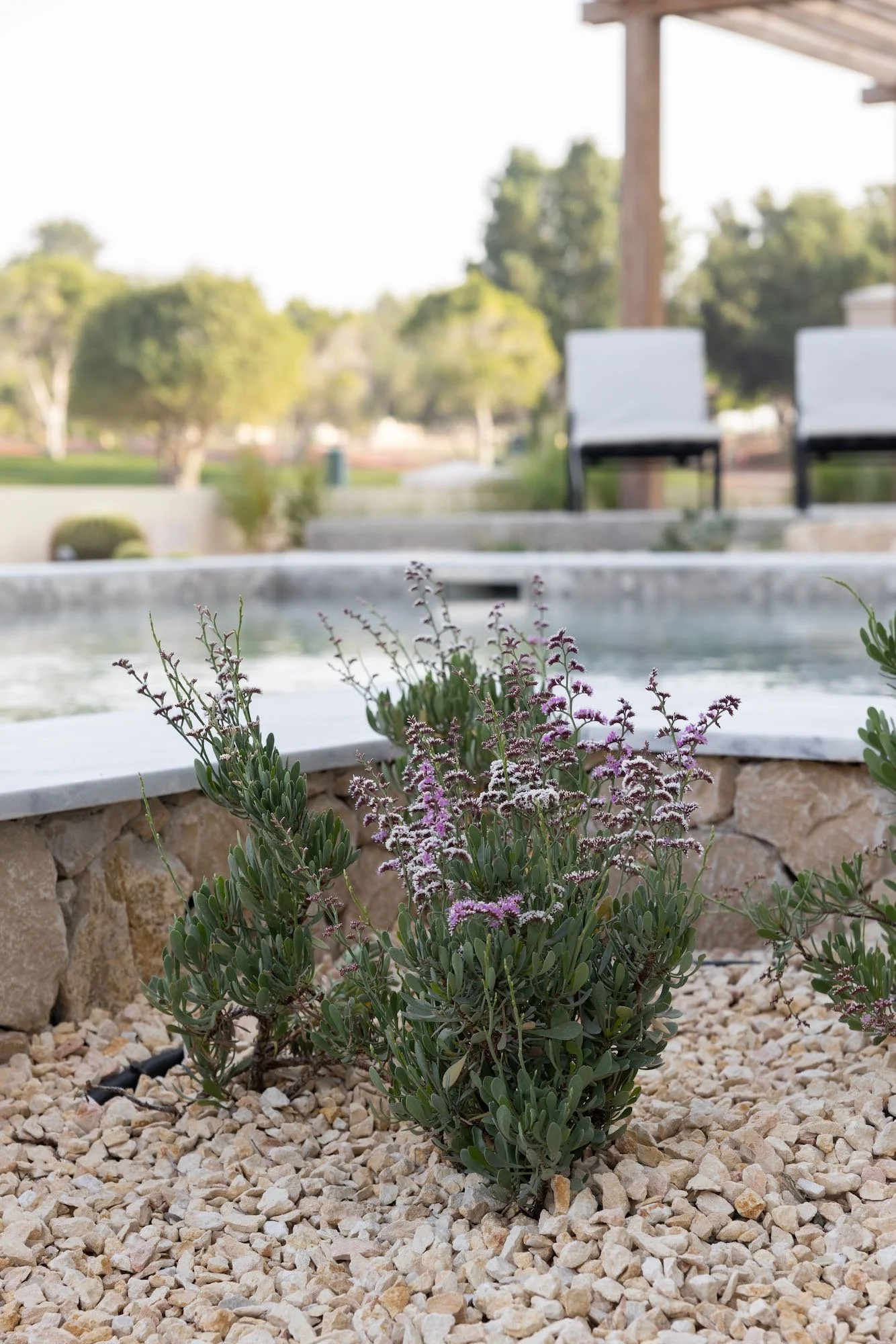 WILDEN Landscape Design Dubai Arid Gravel Garden Palm Springs - 29.jpeg