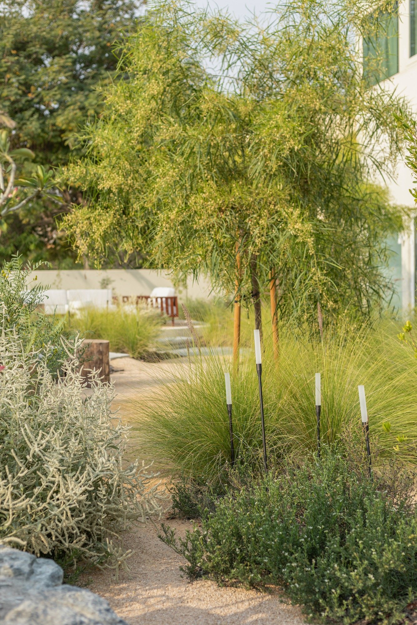 WILDEN Garden Design Desert Landscape Native Planting Saheel Arabian Ranches - 13.jpeg
