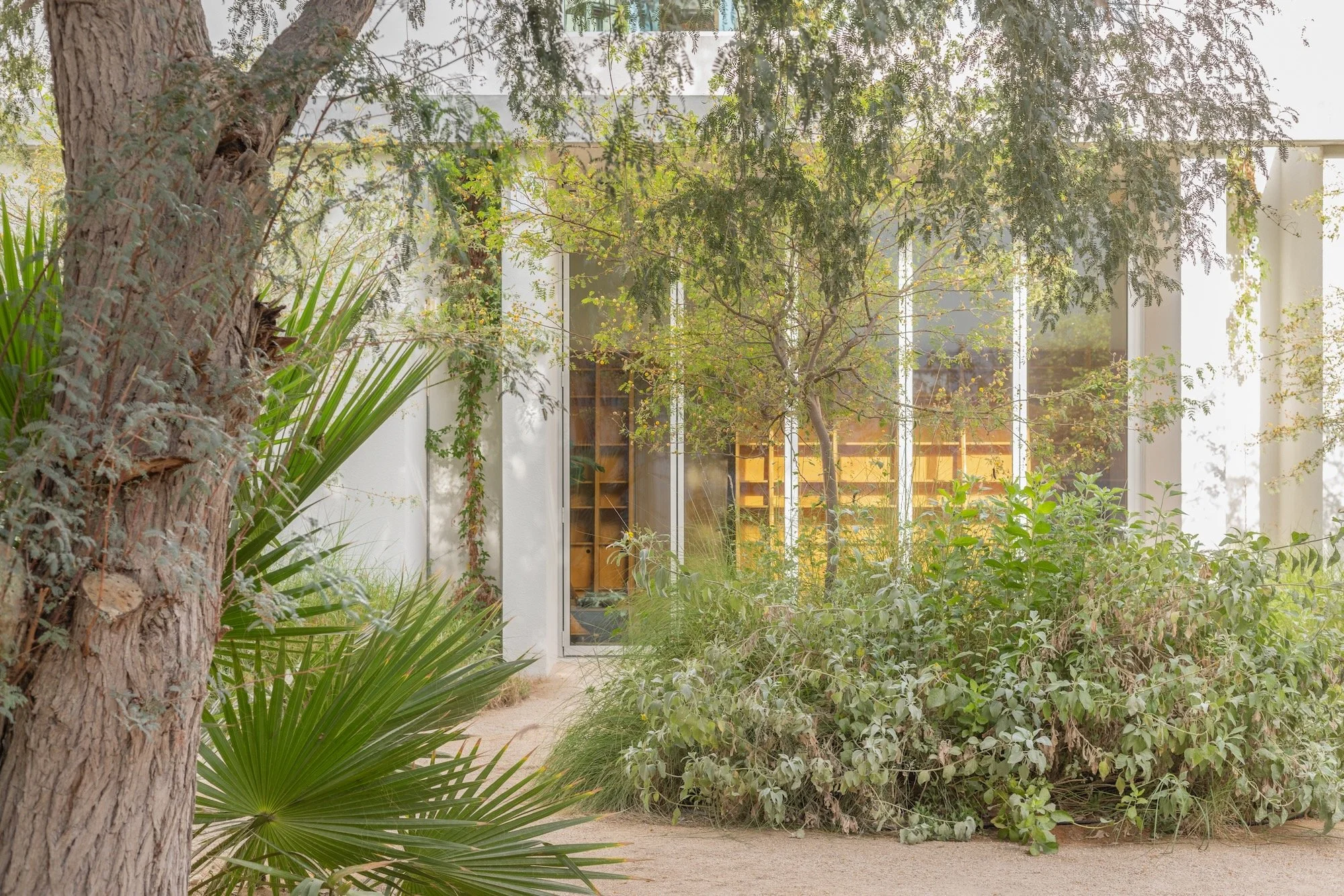 Paus Club Cafe Naturalistic Landscape Dubai - 5.jpeg