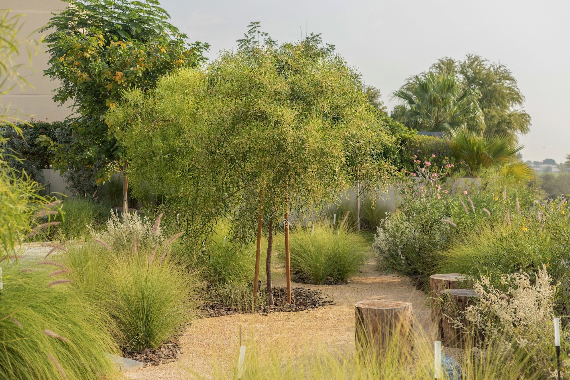 WILDEN Garden Design Desert Landscape Native Planting Saheel Arabian Ranches - 15.jpeg