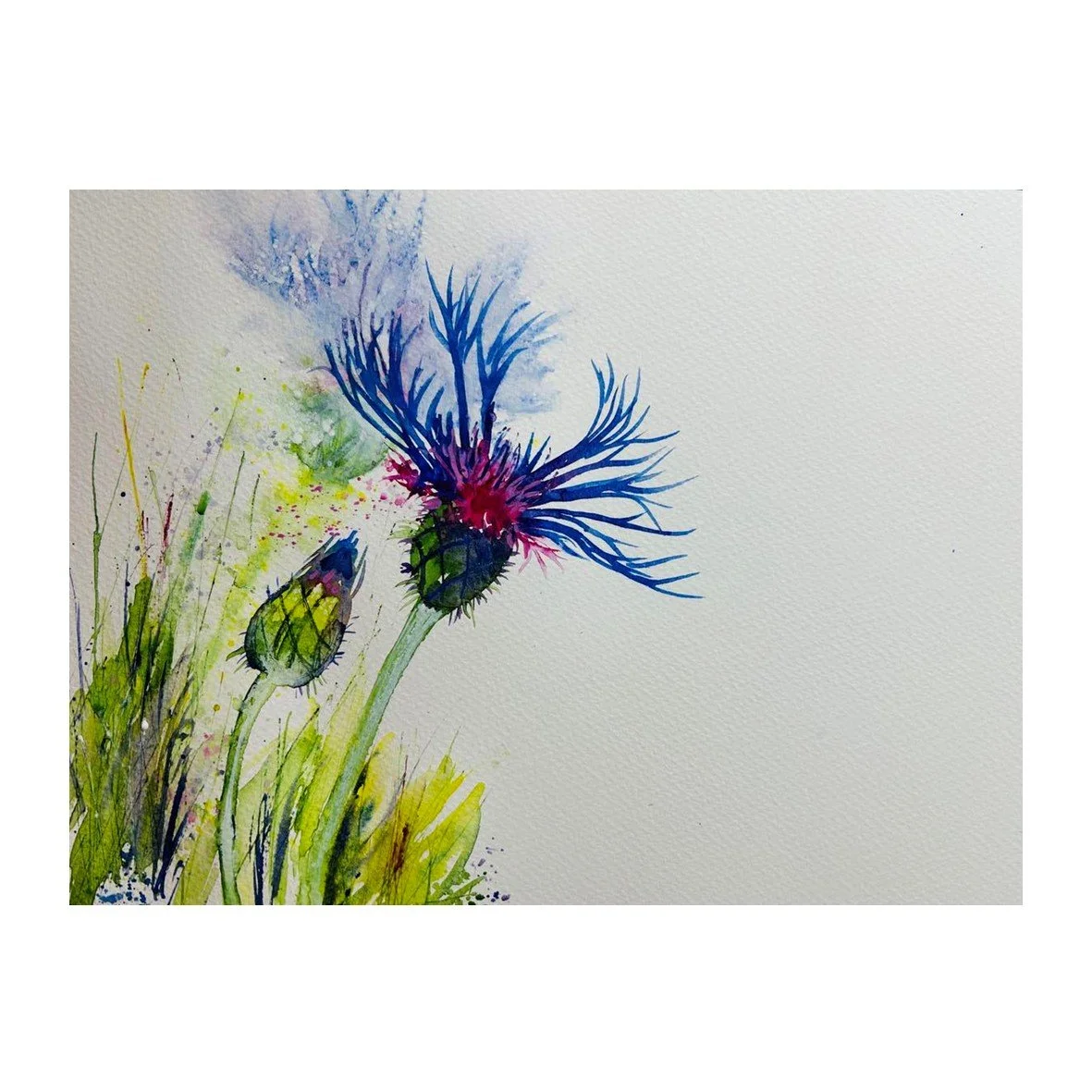 AH cornflower.jpg