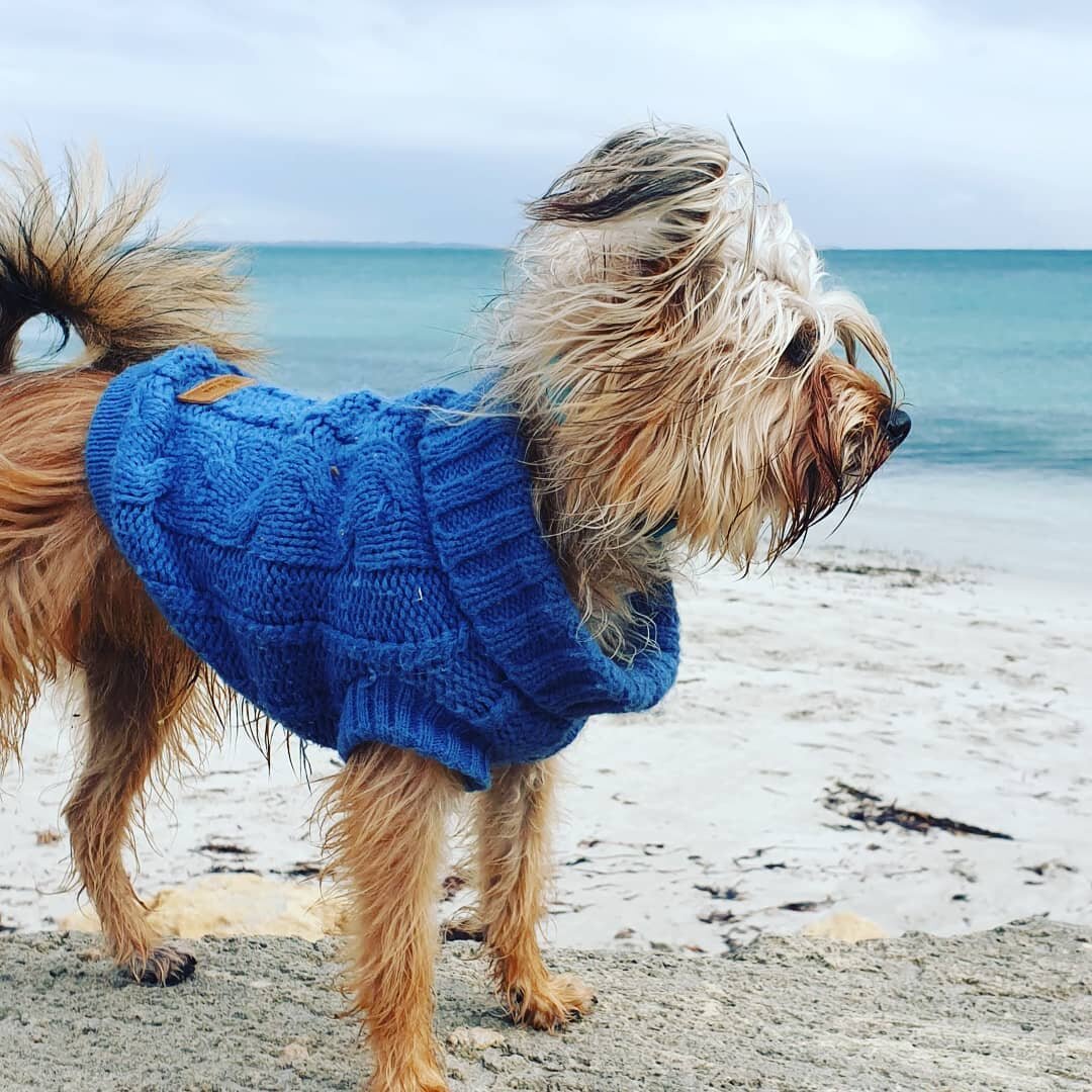 Today, Scamp took out the Scruffiest Dog award at the South Freo dog beach Dog Show . Proud faces all round !