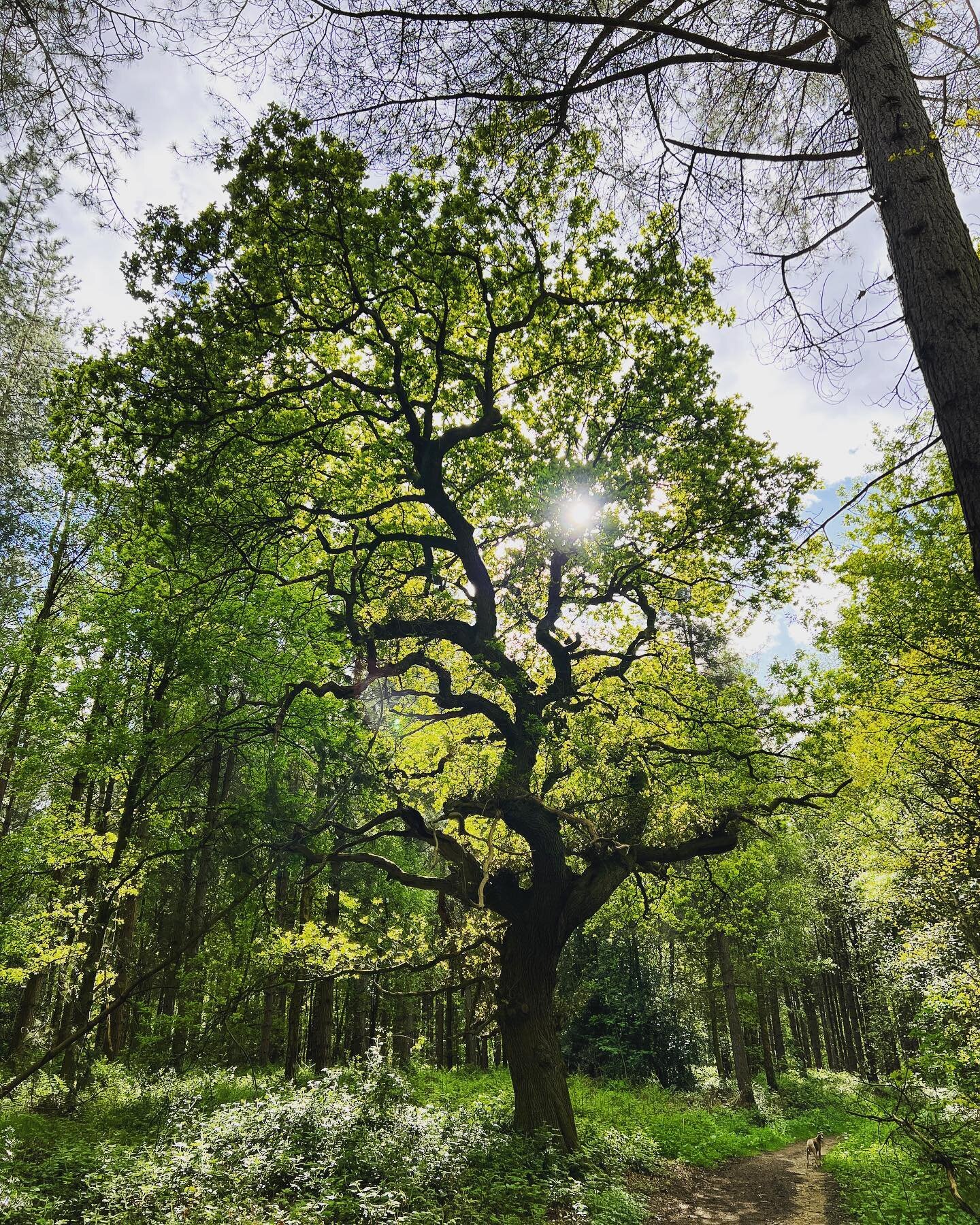 Just beautiful #spring #nature #oaktree #headspace