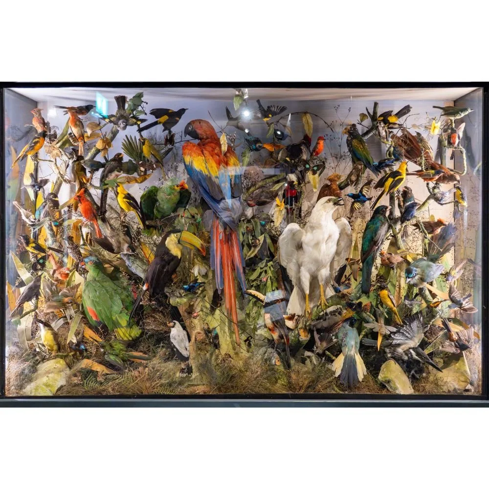 A World of Birds – Natural History Photography &amp; Digital Interpretation