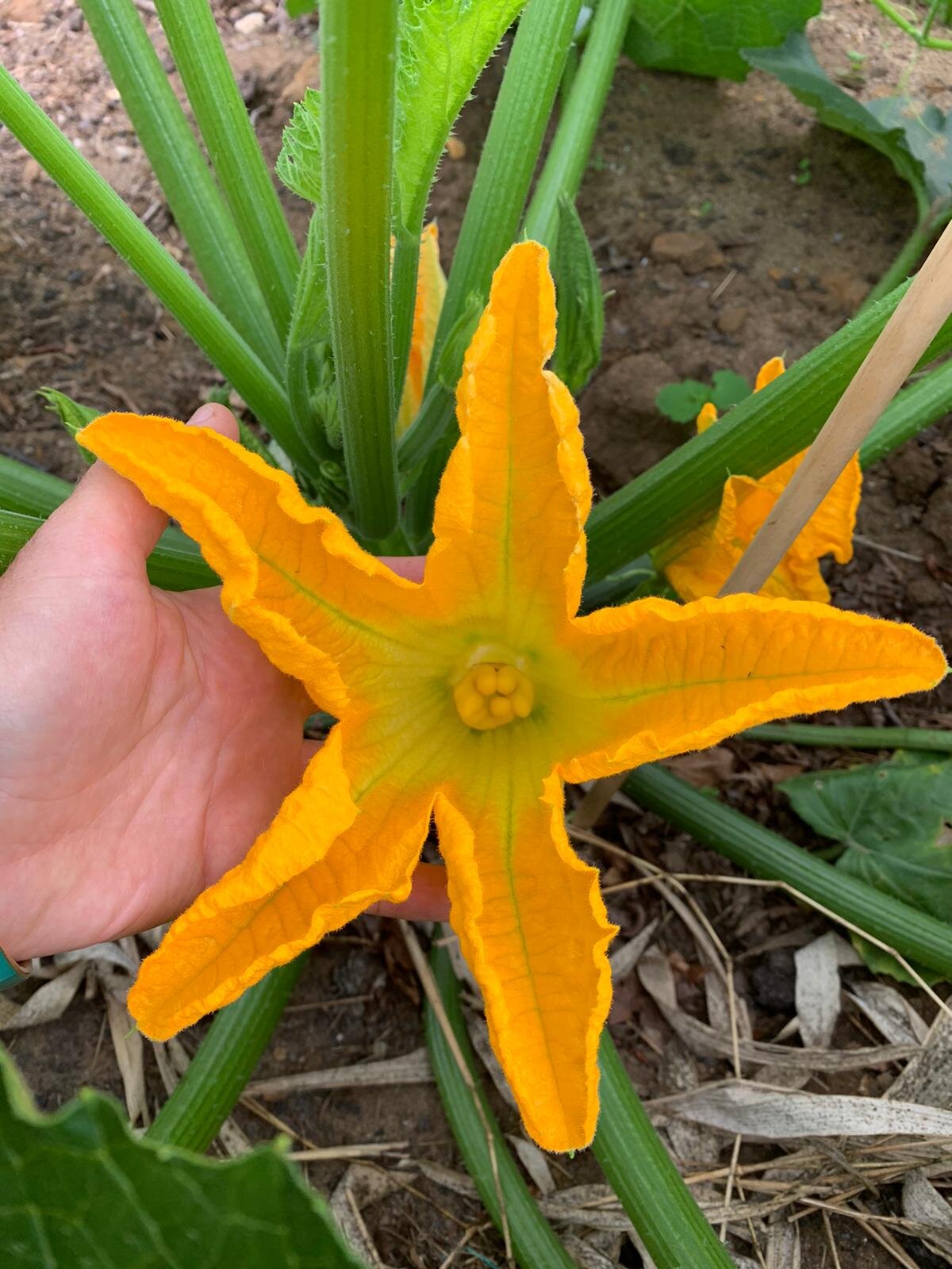 The biggest star zucchini flower we've ever seen