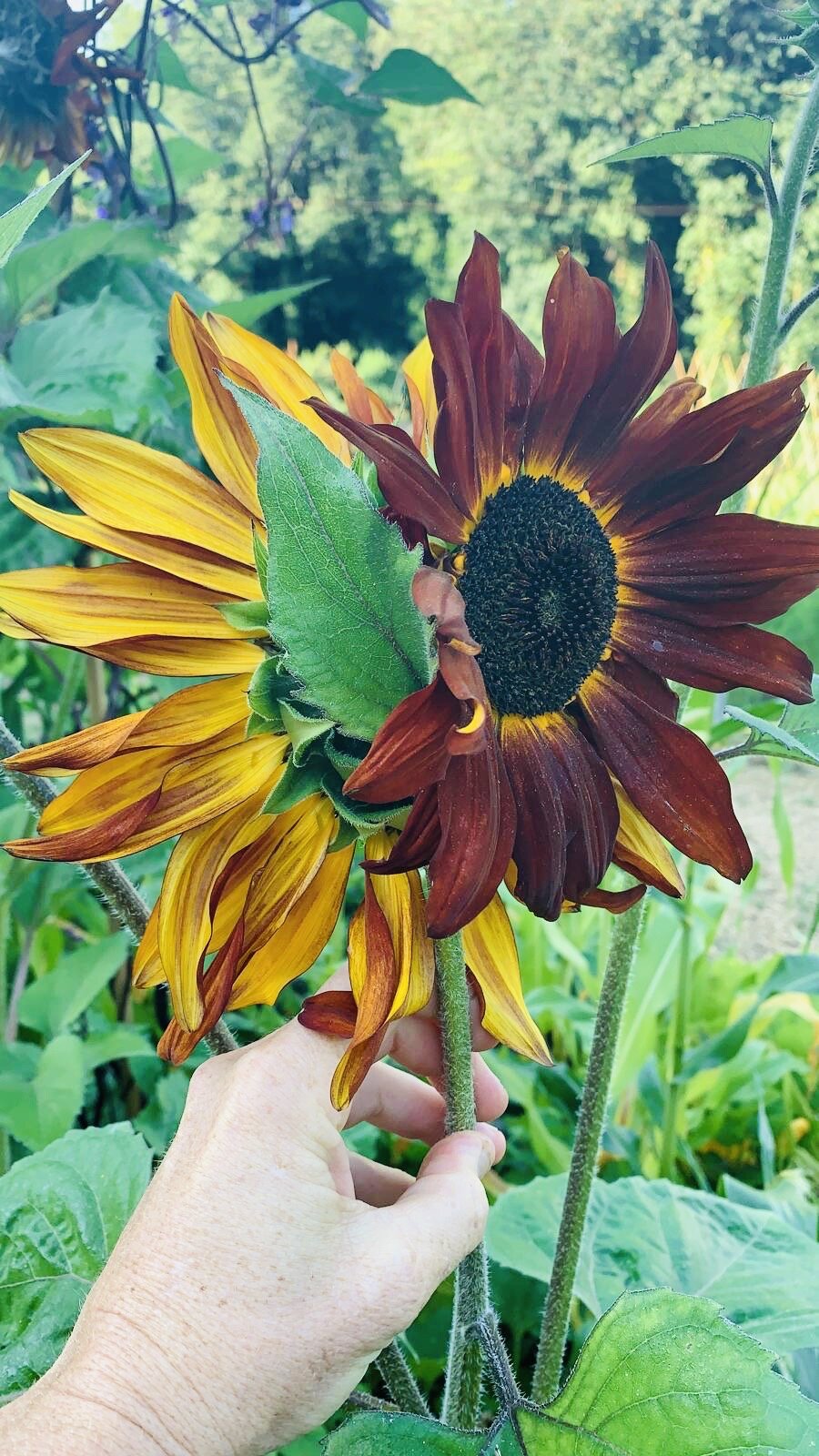 Siamese twin sunflower