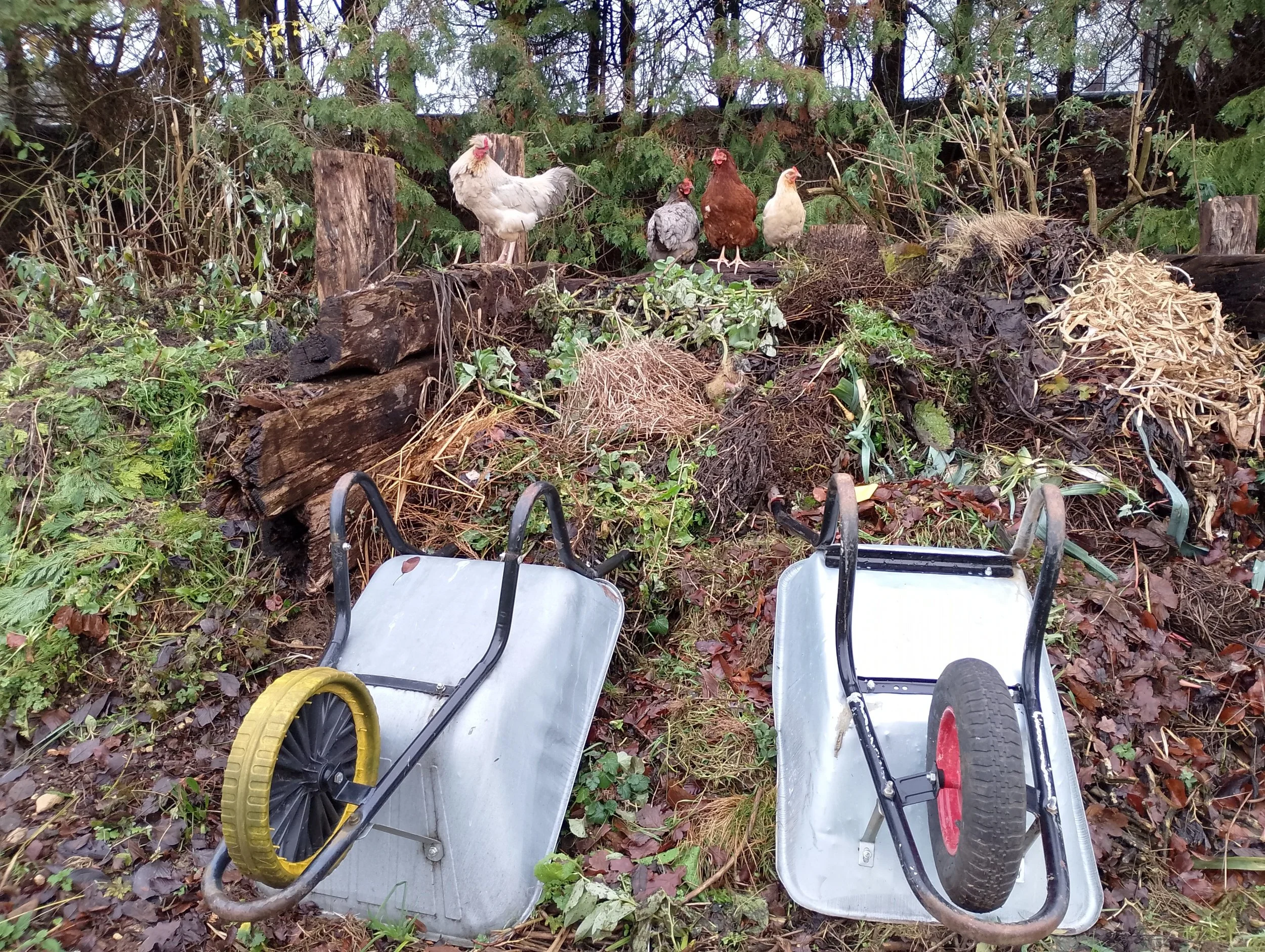 Chickens in the compost