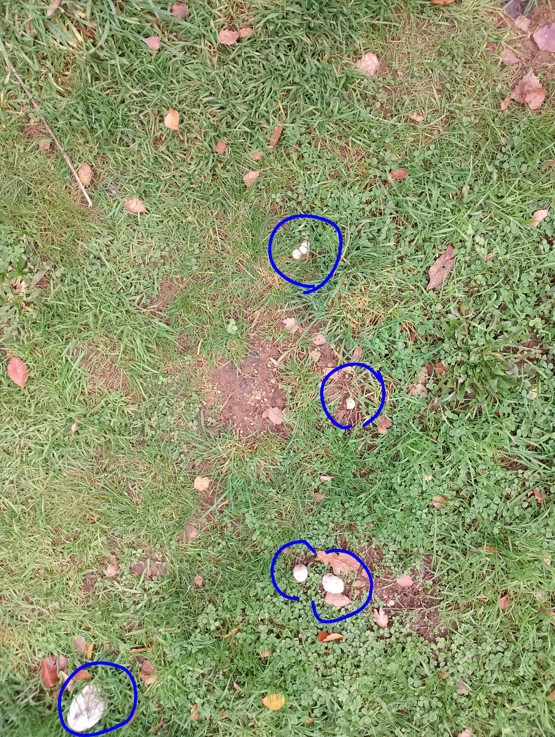 processed_IMG_20251104_115352 (2).jpg