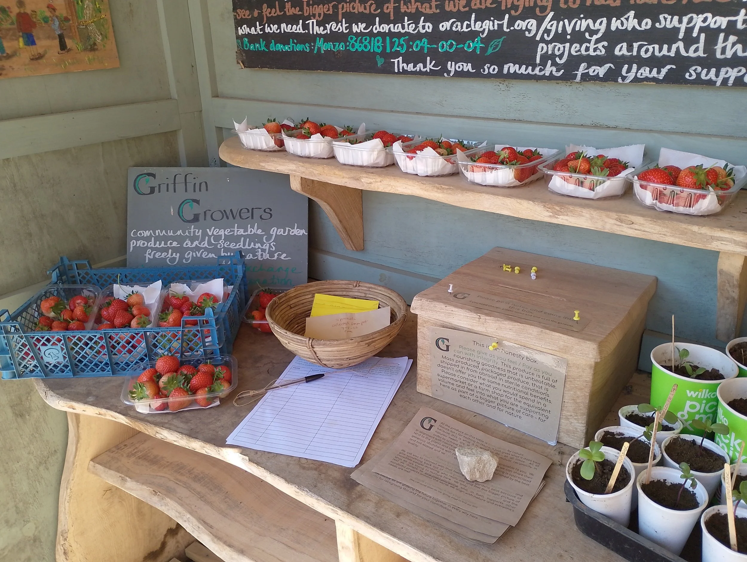 So many strawberries for the open day!