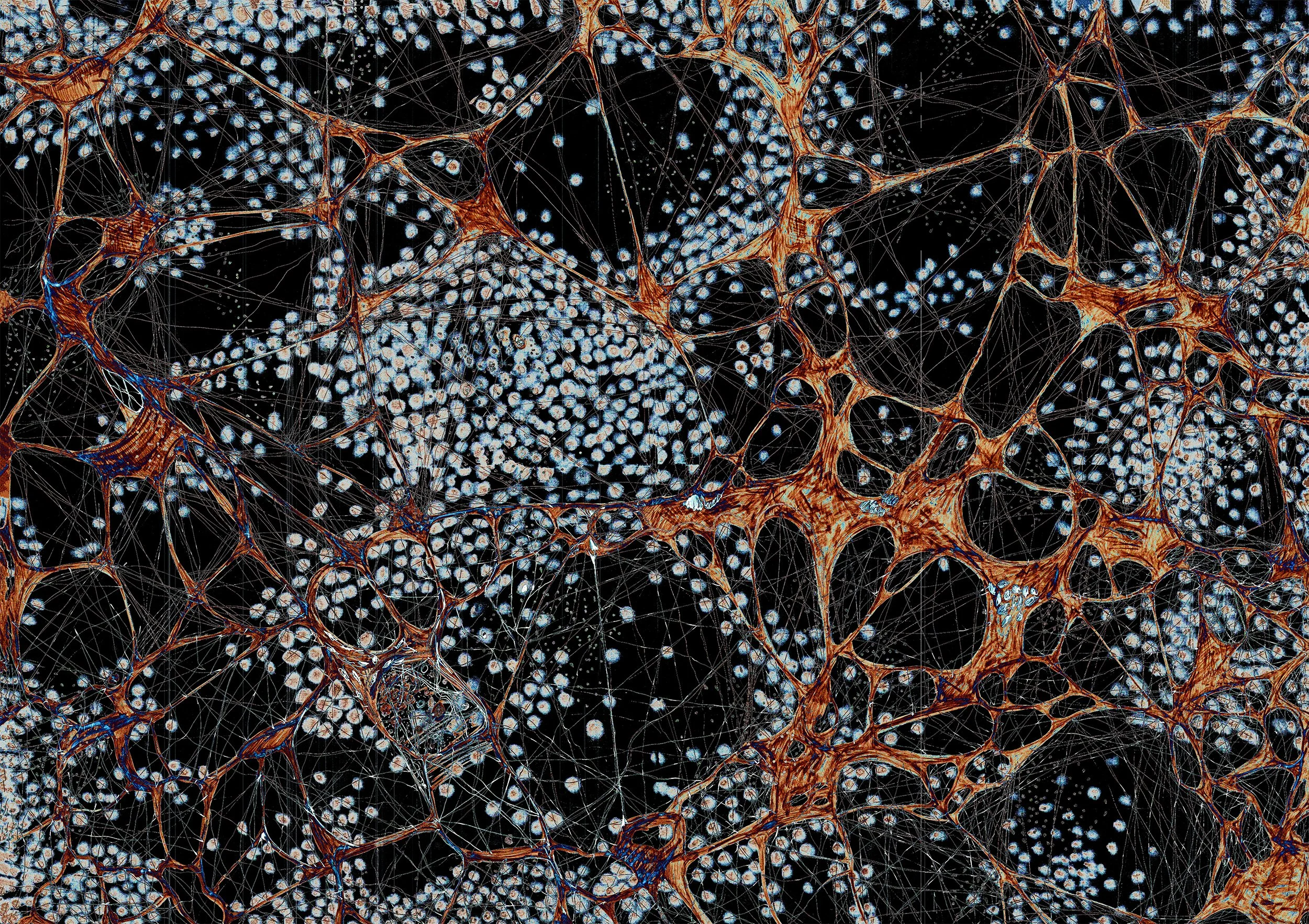 Mycelium