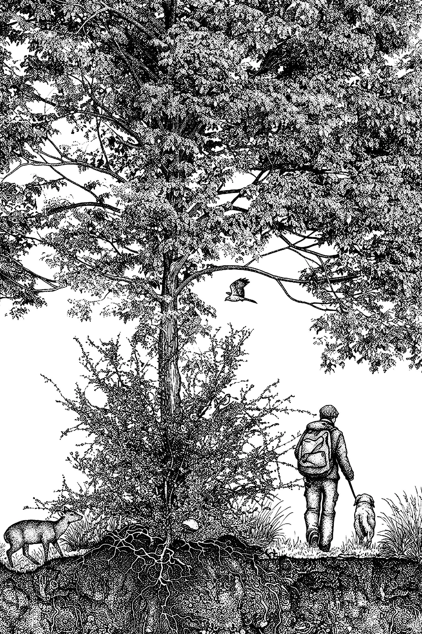 Hedgerow Section
