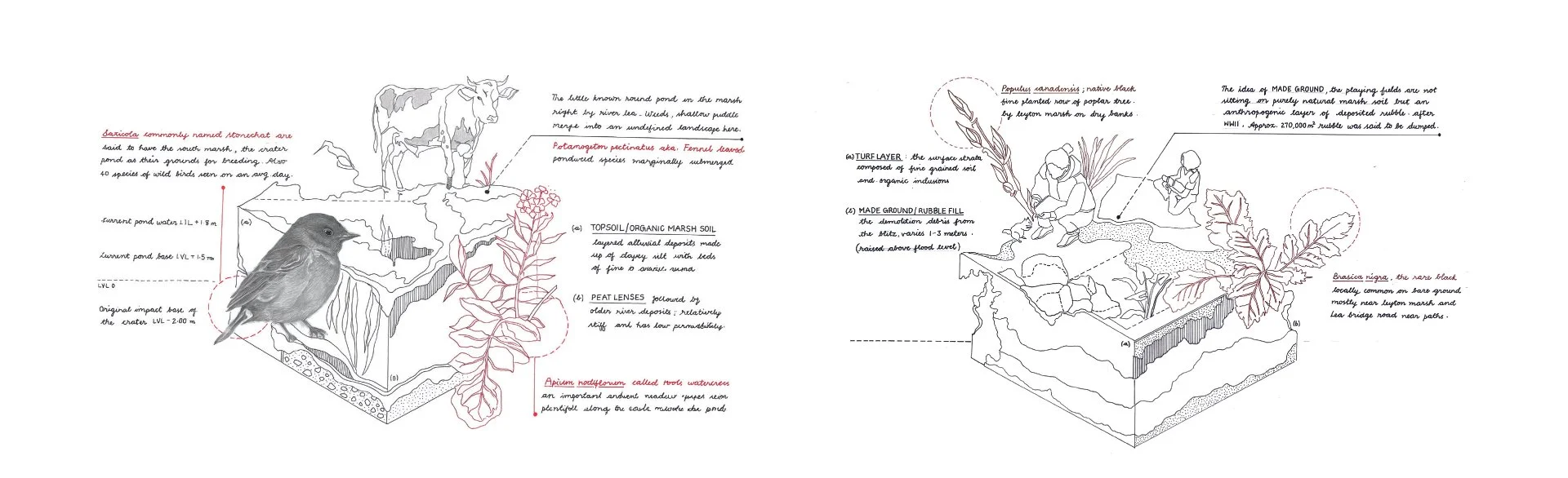 DS5_Accidental Ecosytems by Lakshmi Dath - Raha Farazmand.jpg