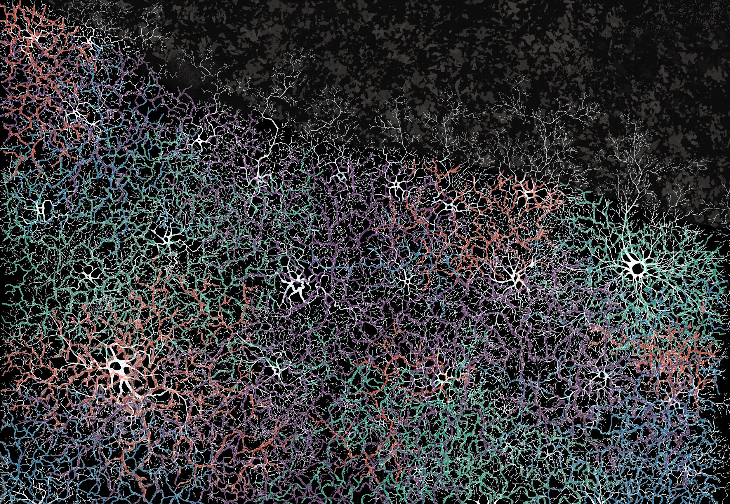 Mycelium Boundaries 