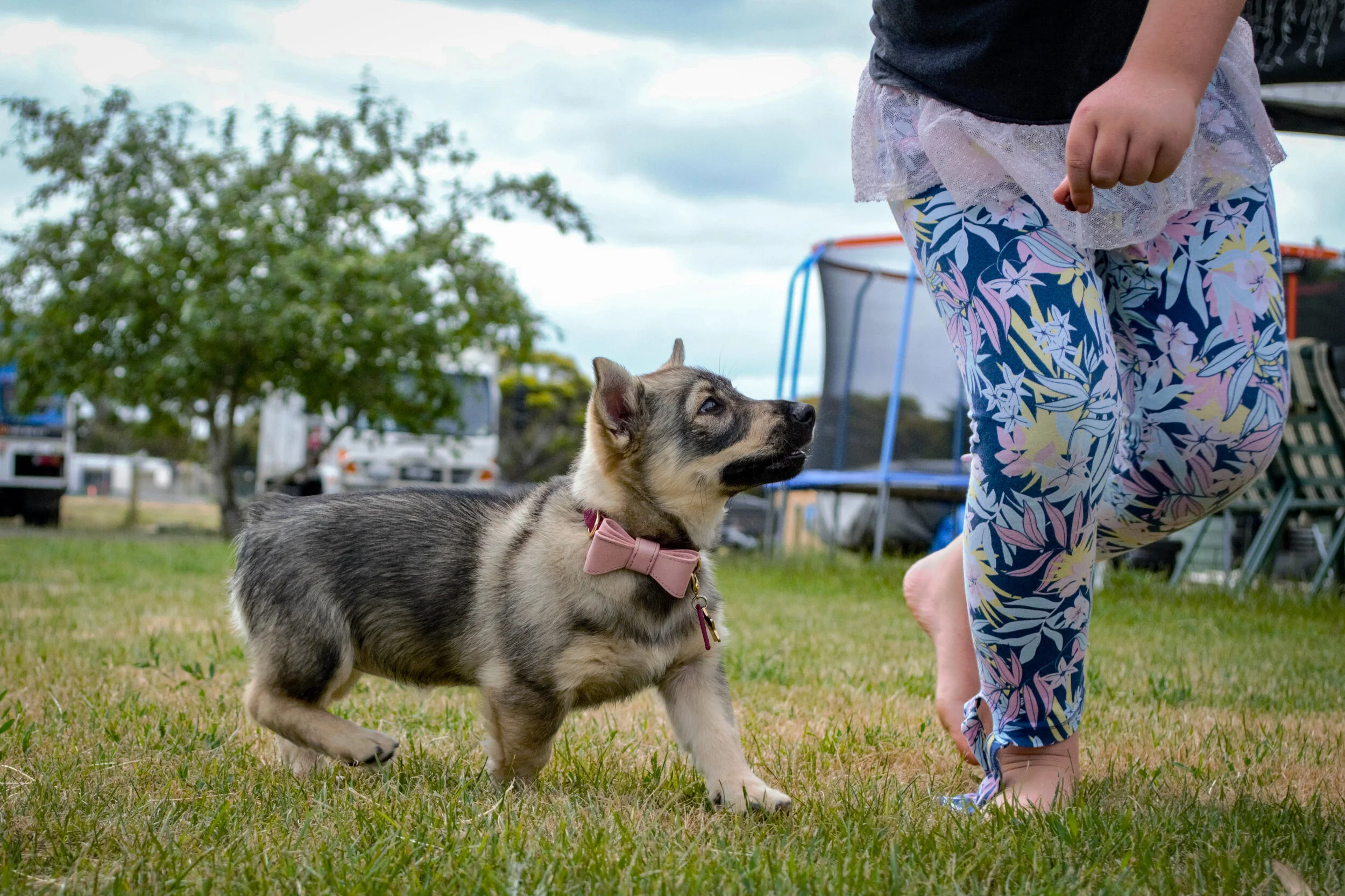 Ausled Double Merit Asger Swedish Vallhunds