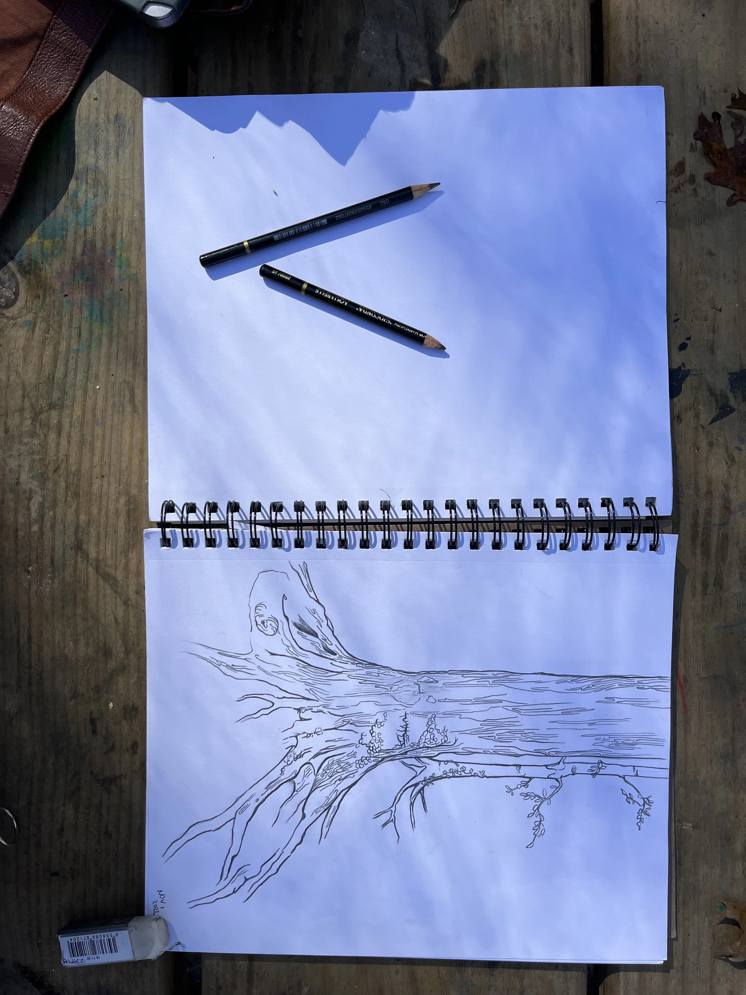 Field research: tree drawings in Rock Creek Park