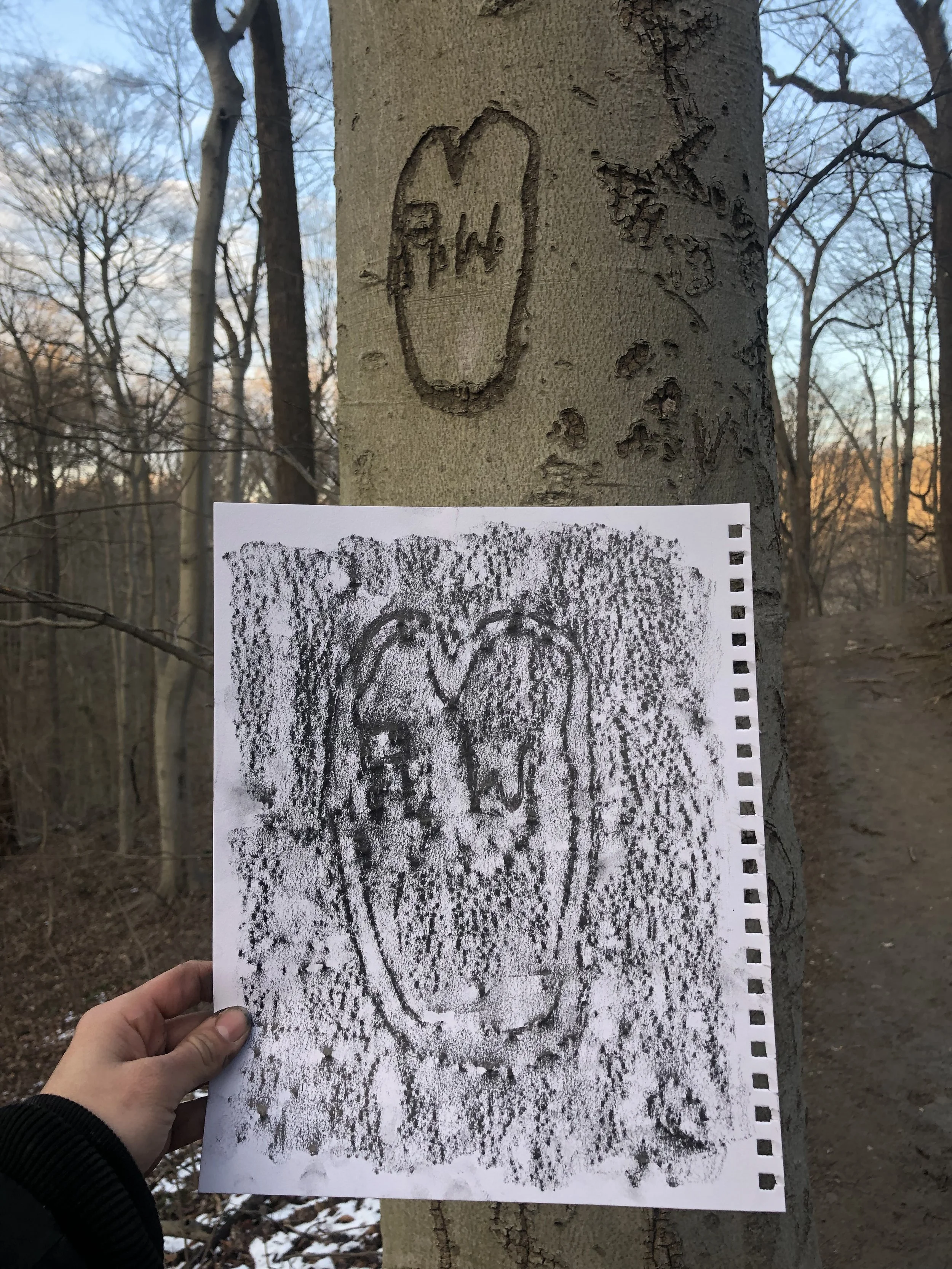 Field research: crayon rubbings of tree carvings in Rock Creek Park