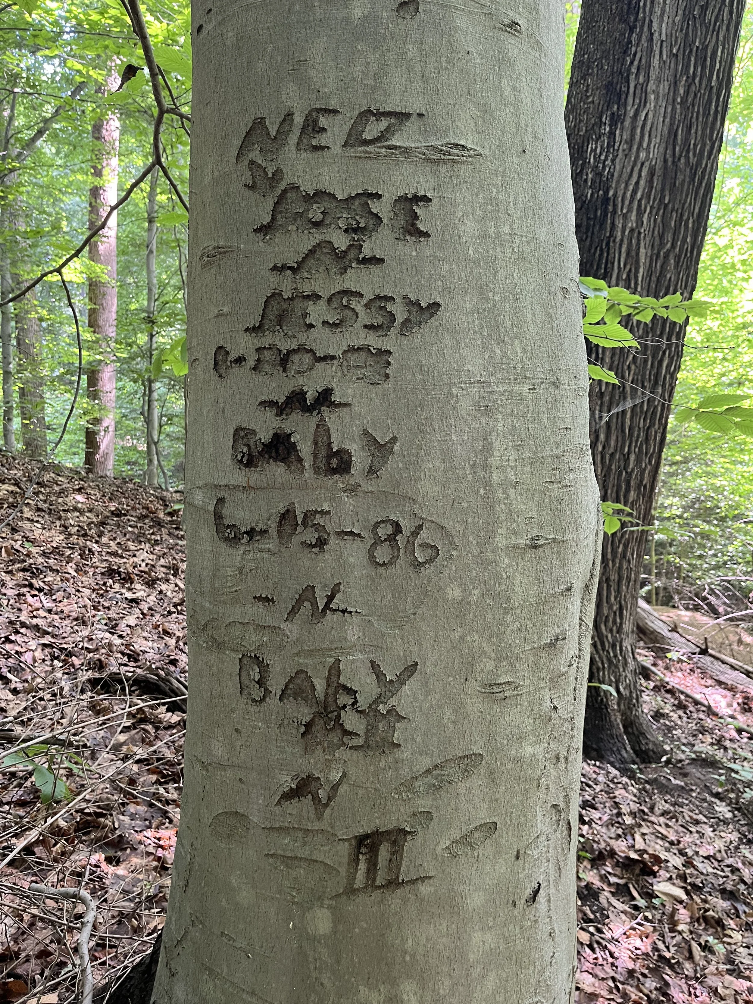 Field research: identifying tree carvings in Rock Creek Park
