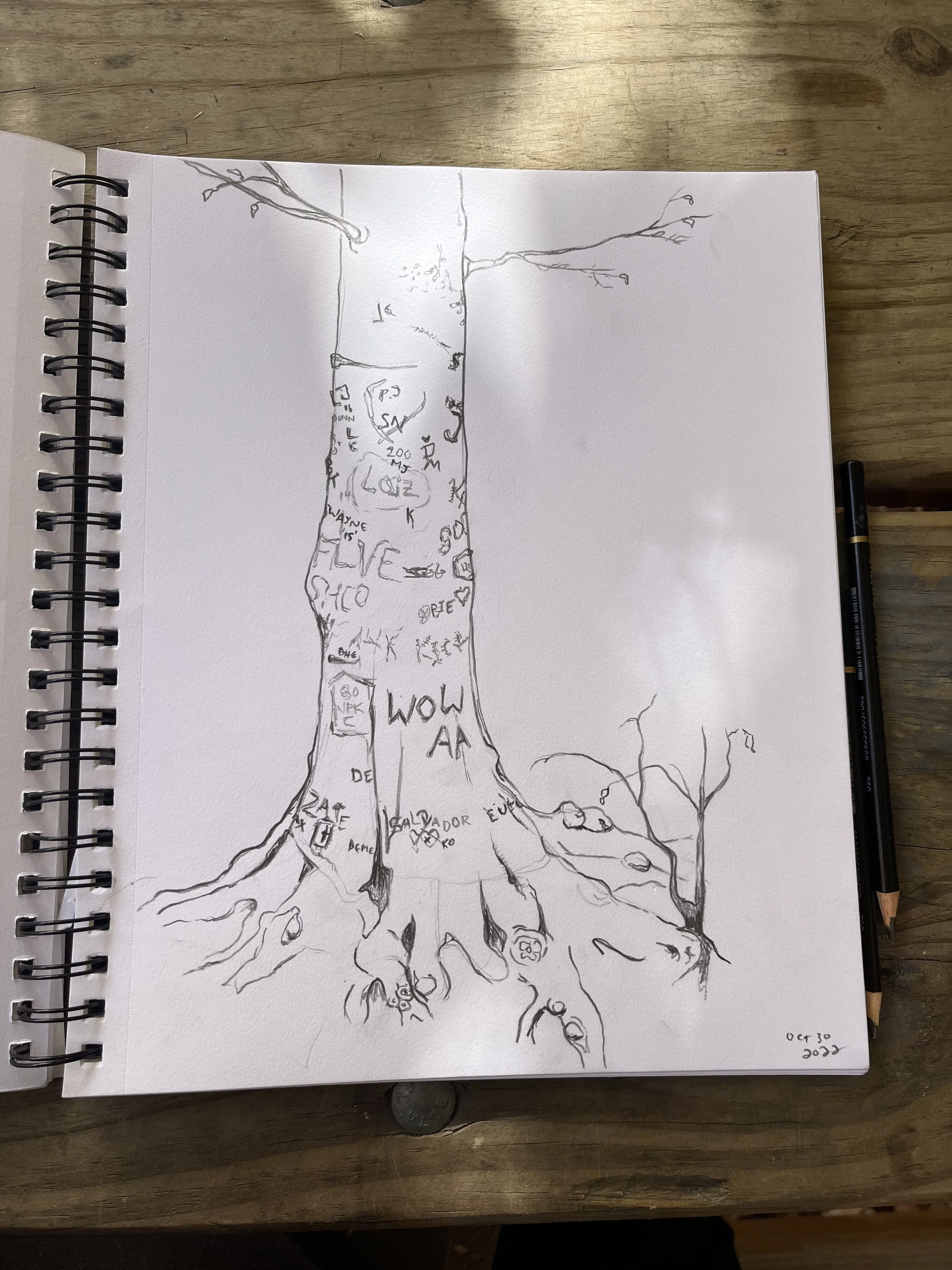 Field research: tree drawings in Rock Creek Park