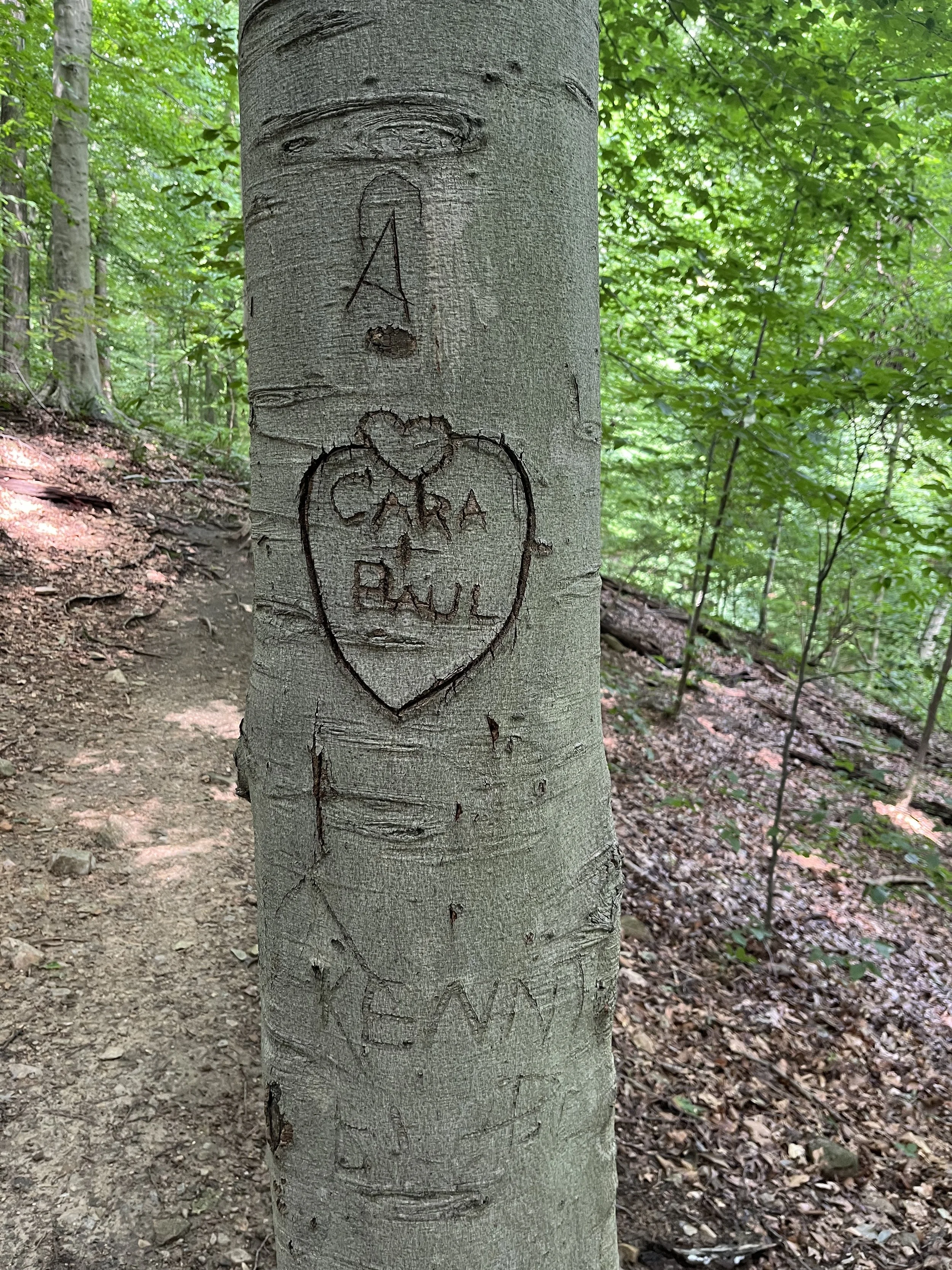 Field research: identifying tree carvings in Rock Creek Park