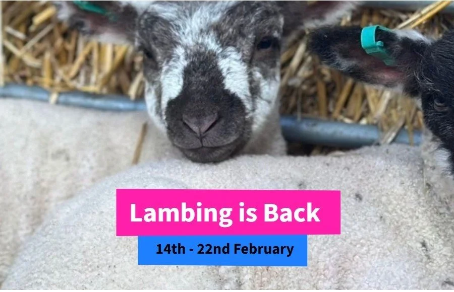 Lambing is Back at Thrift Farm, Whaddon