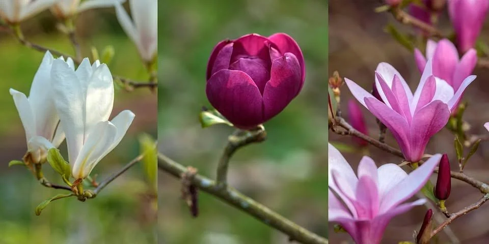 Guided Magnolia Walk