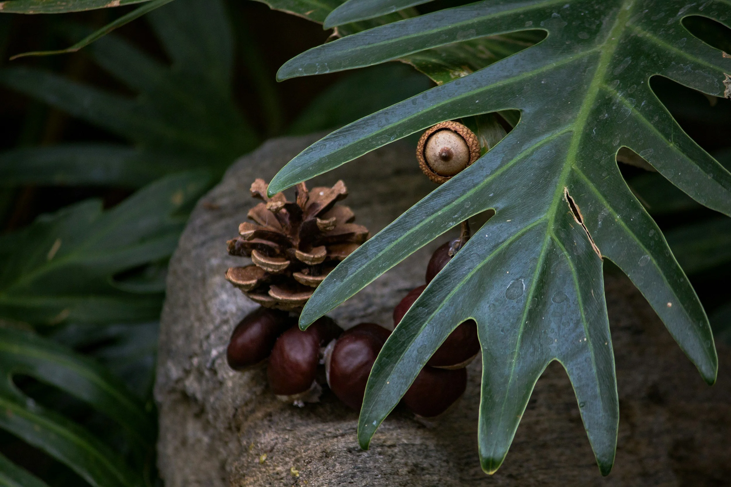 Nature Makers