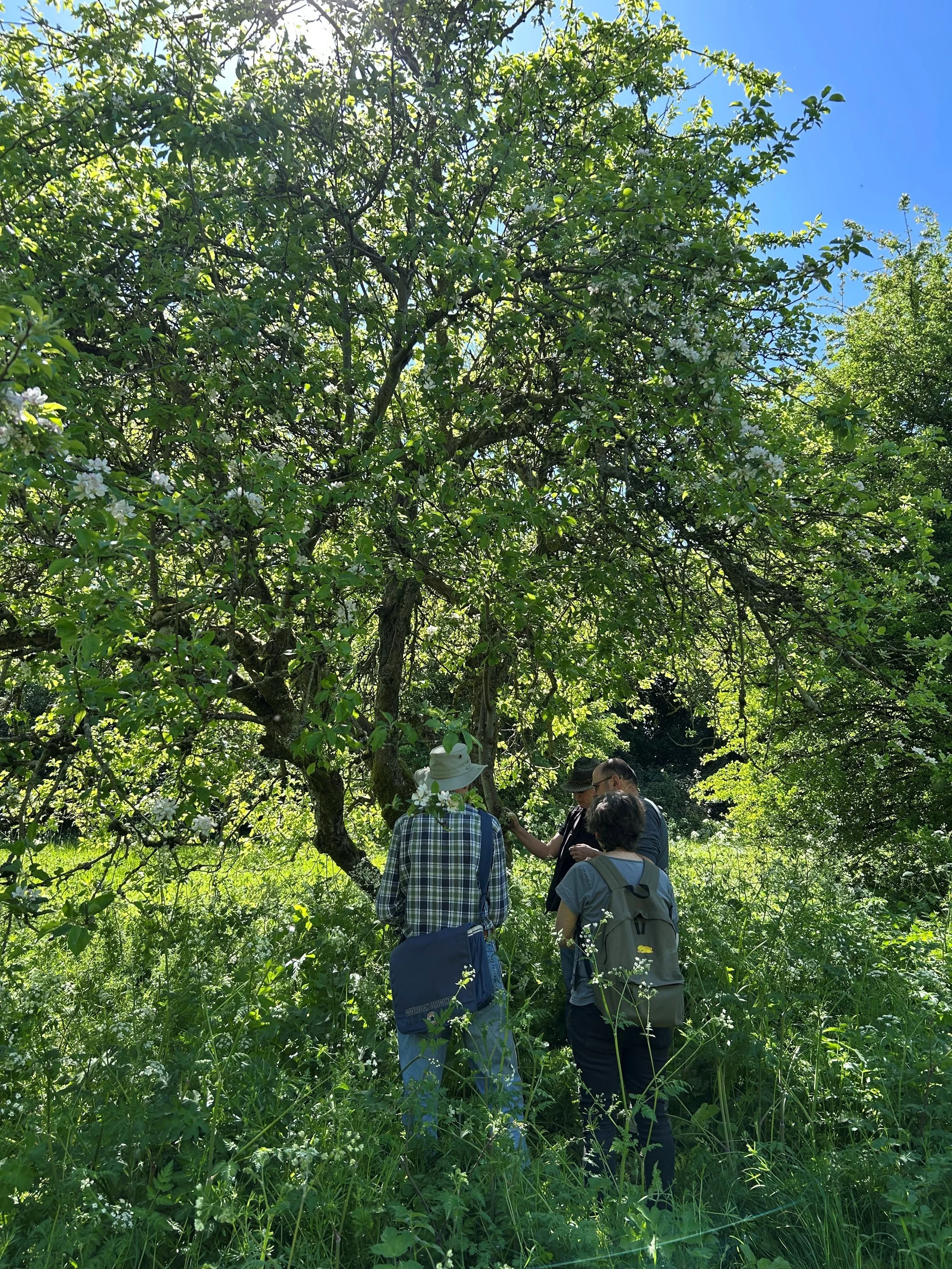 Four people stand together in a lush, green outdoor setting beneath a large tree with white flowers, engaging in conversation or observing something in nature during daytime.