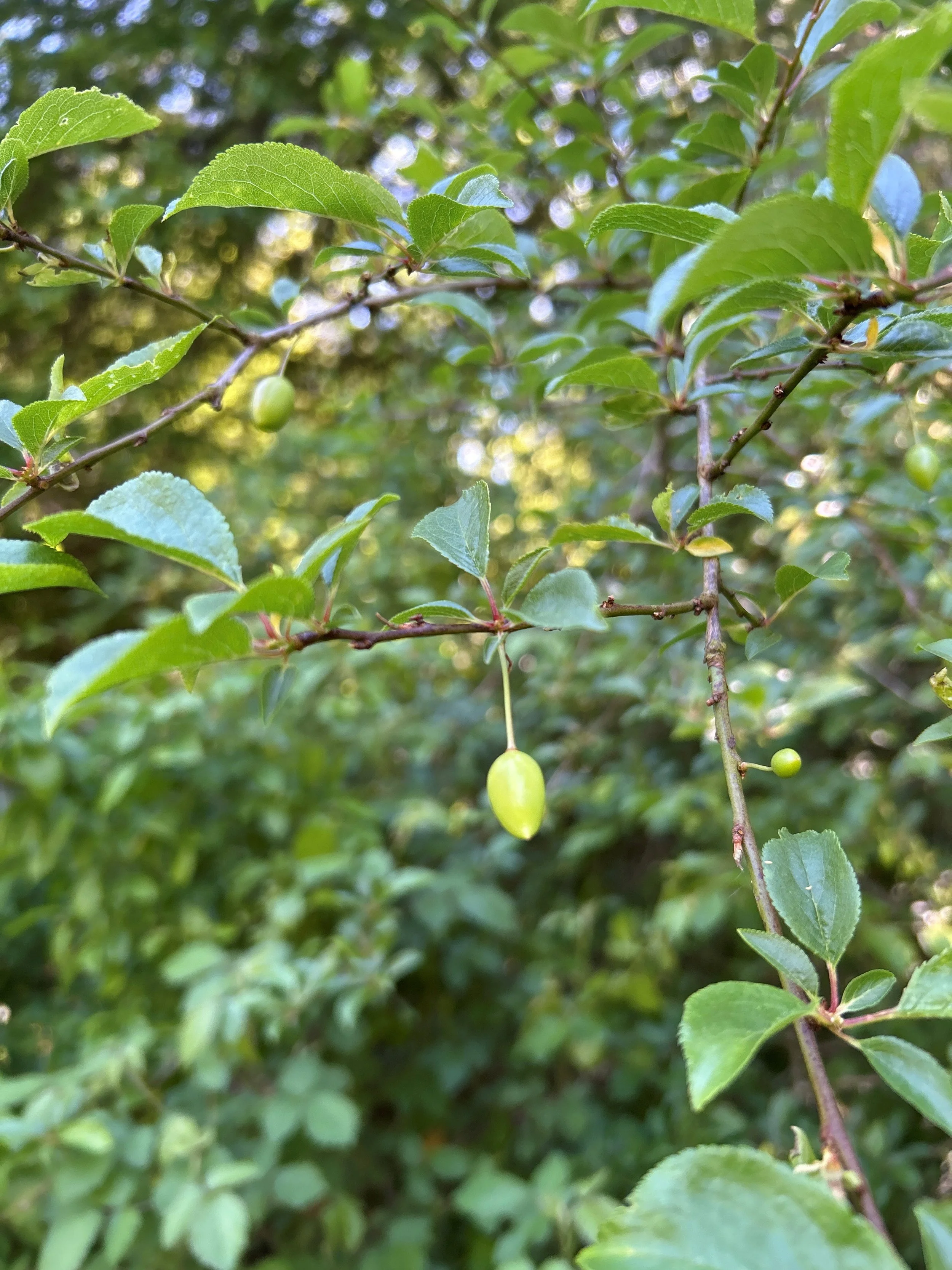 Close-up of a green plant with small, elongated, oval-shaped fruits hanging from a thin branch, surrounded by green leaves.