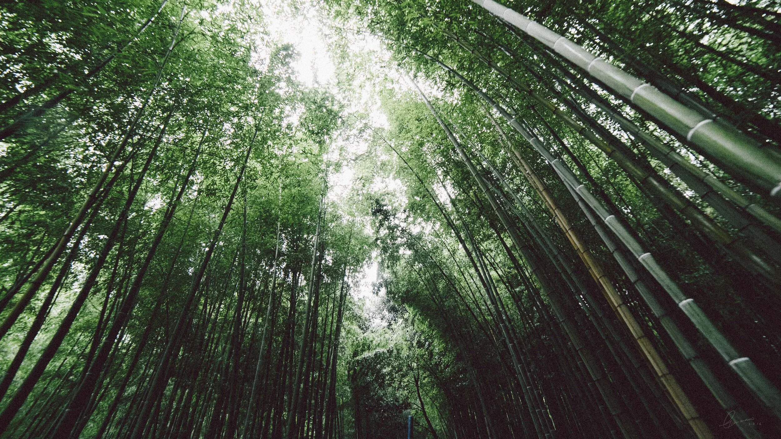 japan (22).jpg