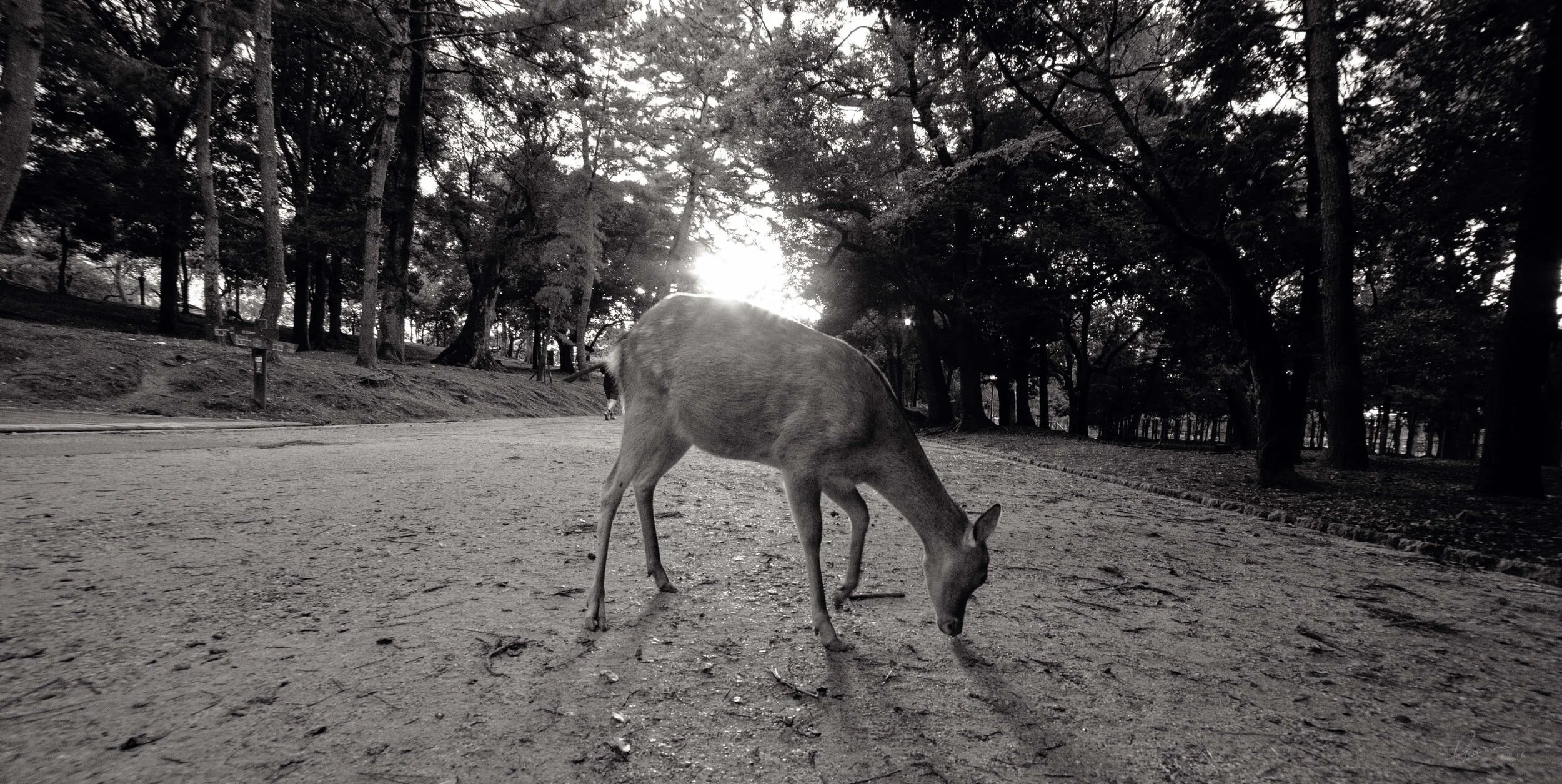 japan (61).jpg