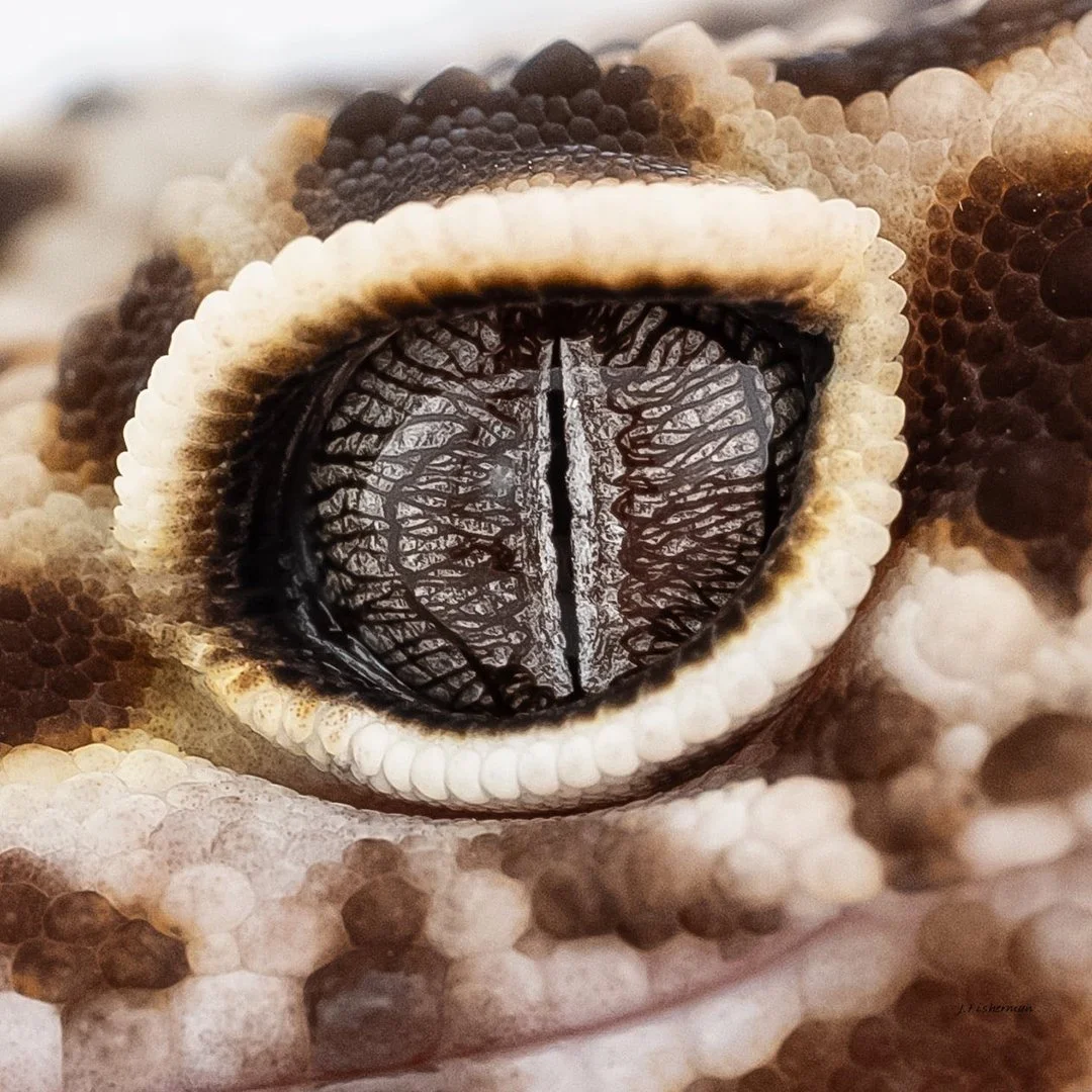 SERPENTINE SWEETNESS REPTILE RESCUE