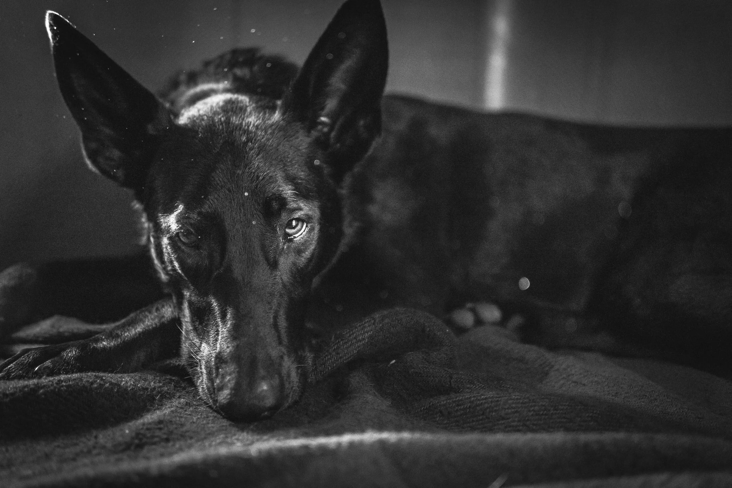 Testifying about Animal Crimes