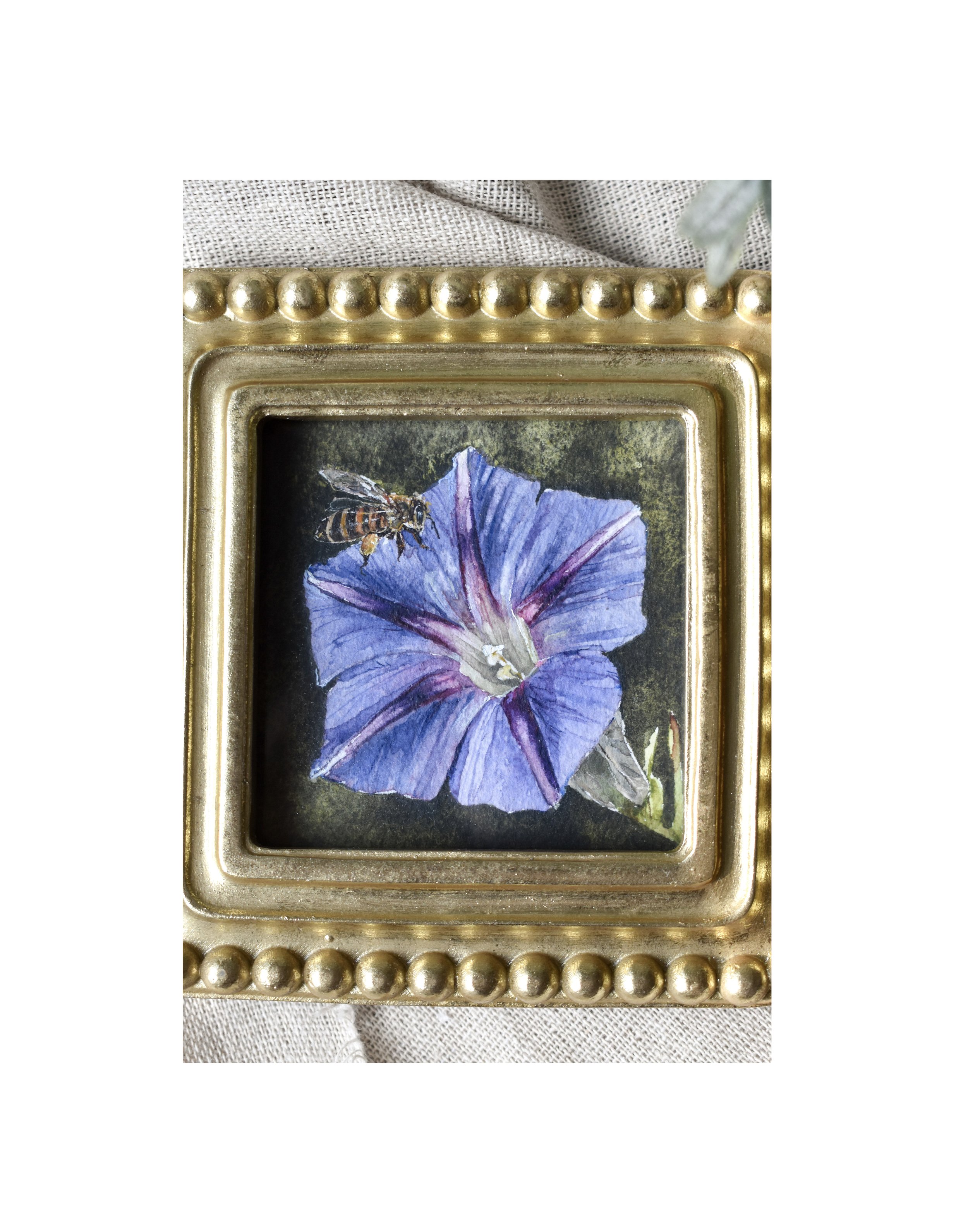 Morning Glory II 3.jpg