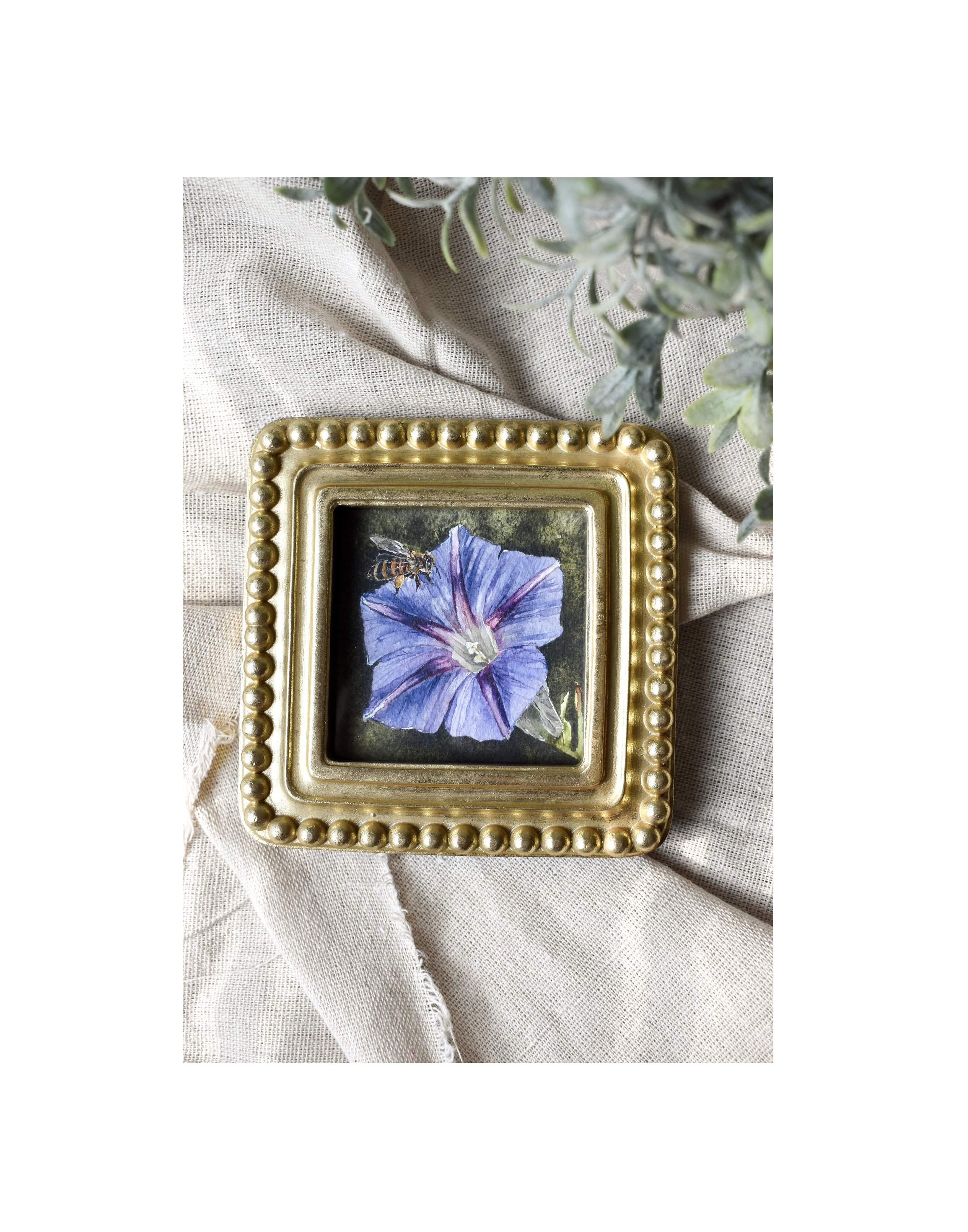 Morning Glory II 2.jpg