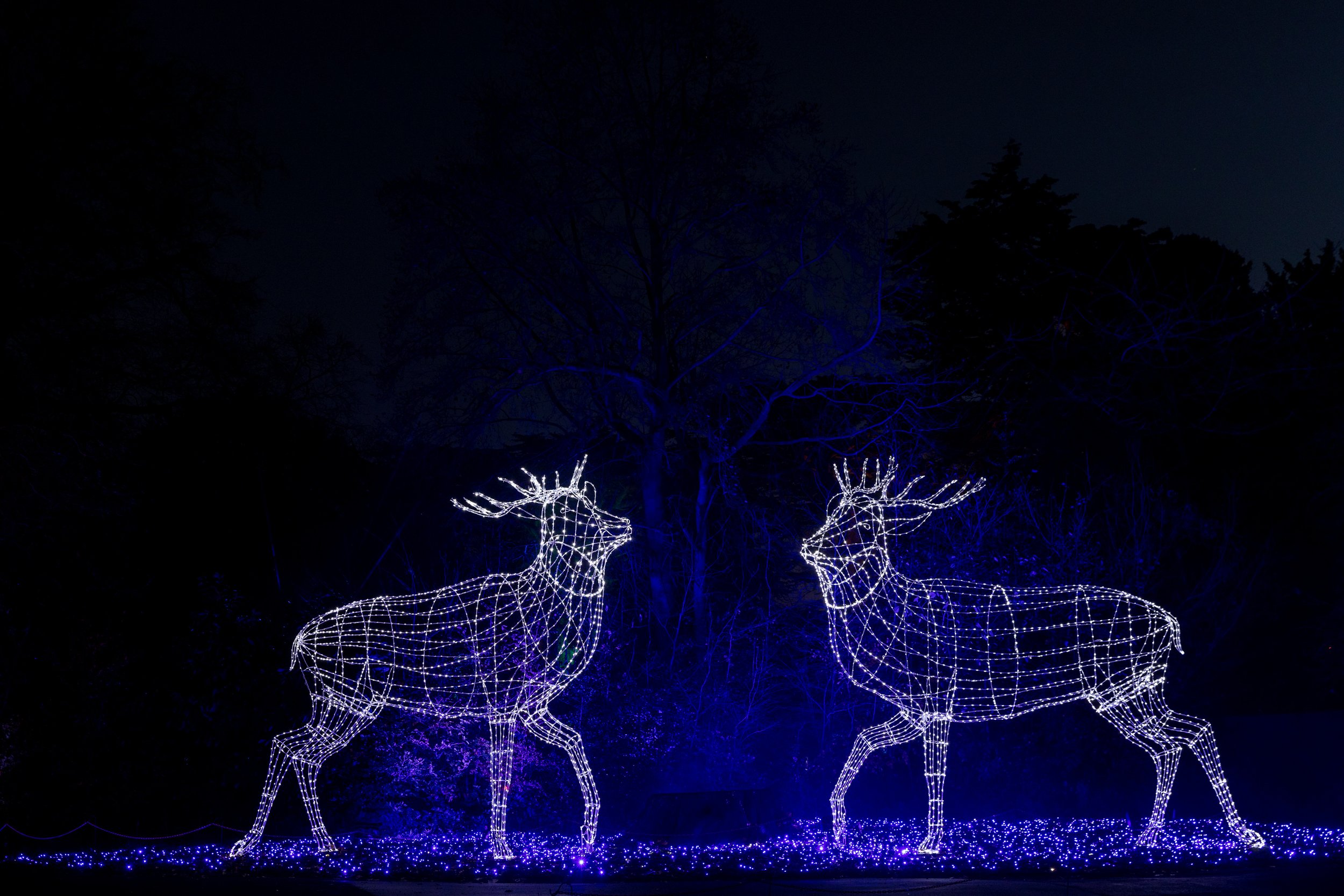 ChristmasatWollaton-25.jpg