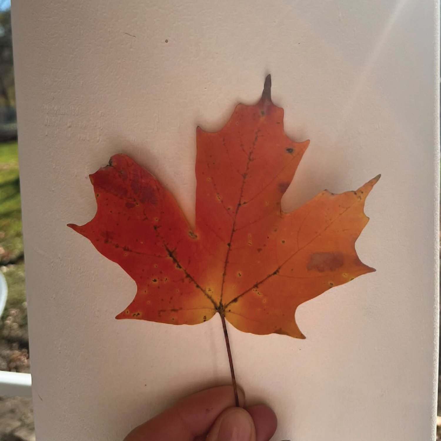 Maple Leaf Original.png