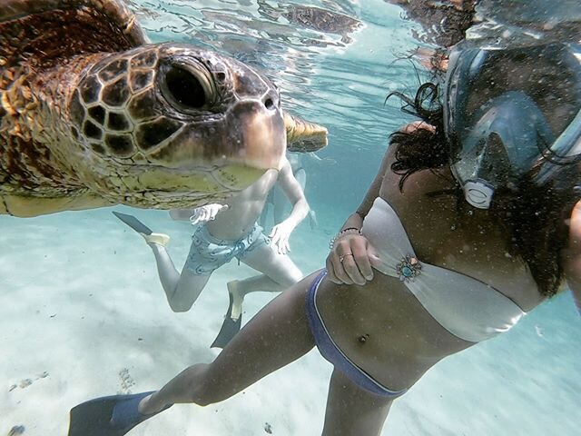 ✨Celebrating 𝗪𝐨𝐫𝐥𝐝 𝐒𝐞𝐚 𝐓𝐮𝐫𝐭𝐥𝐞 𝐃𝐚𝐲 and the legit most magical moment of my life 😌⁣
⁣ ♡
There&rsquo;s nothing like seeing an animal free and happy in its natural habitat. We found this guy while snorkeling last year in Hawaii and he w