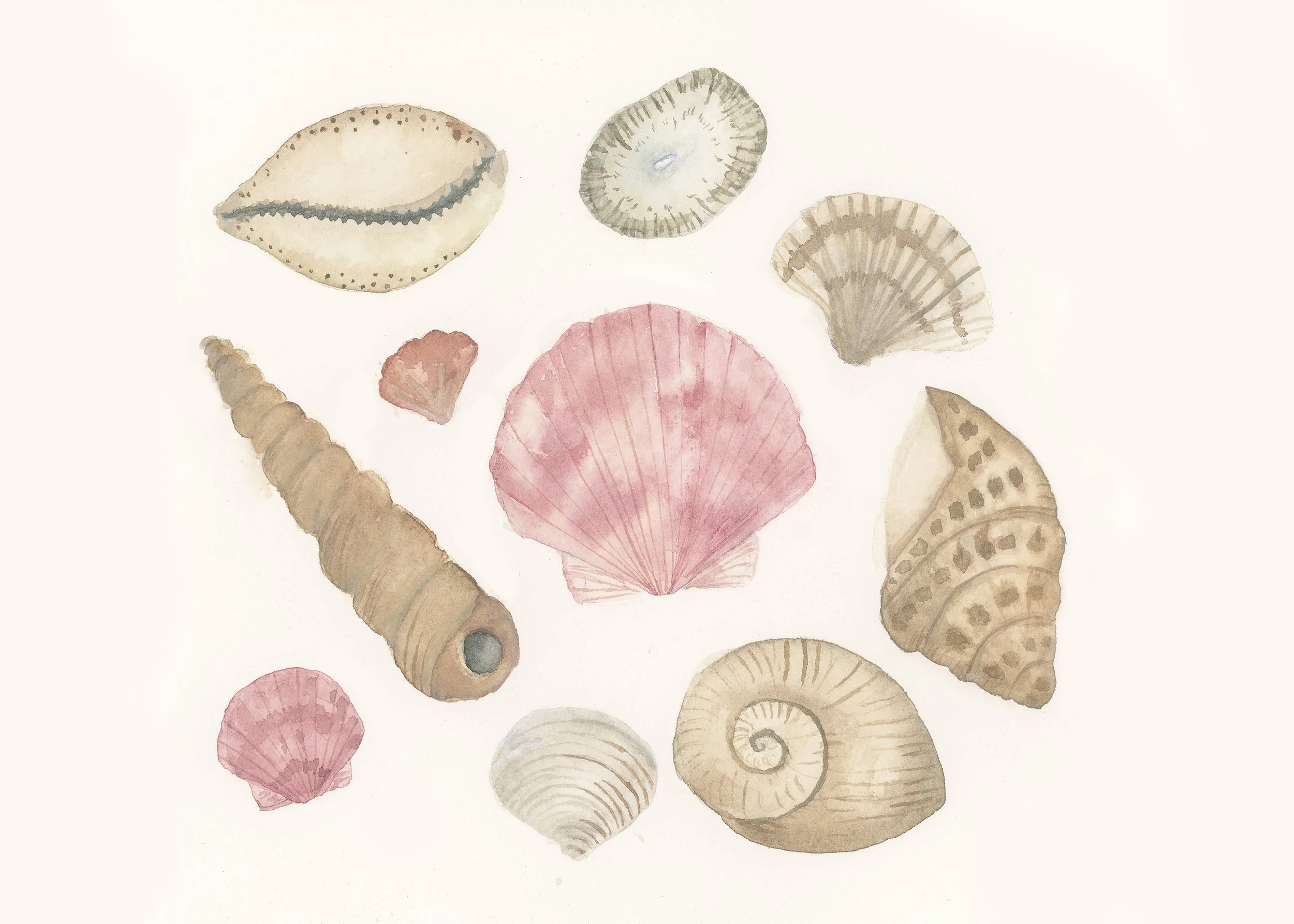 Local Shells Print