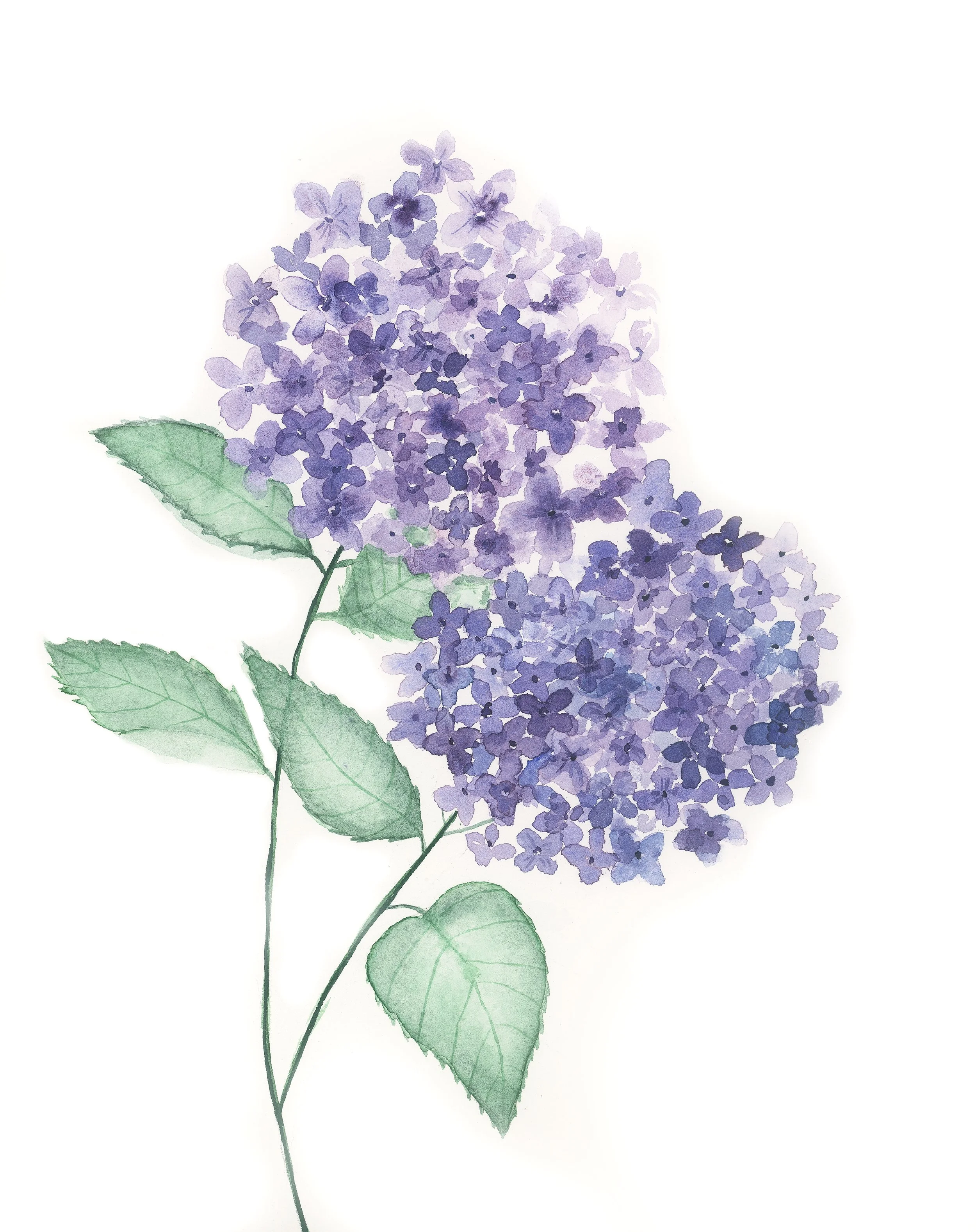 Hydrangeas