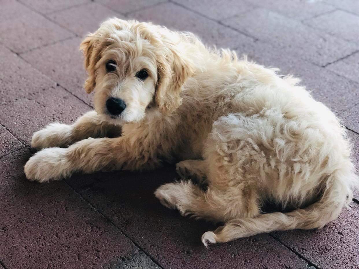 Tucson Dog Training, Behavior Modification. Dog and Cat boarding.