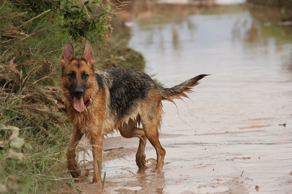 german shepherd hiking