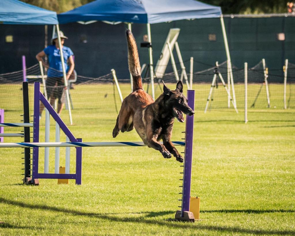 malinois jumping